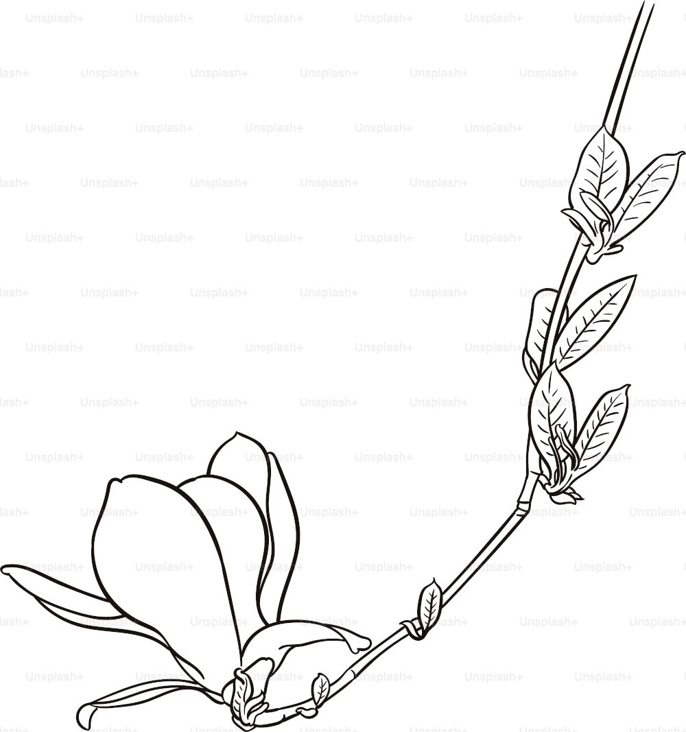 Hand drawn illustration of magnolia branch.