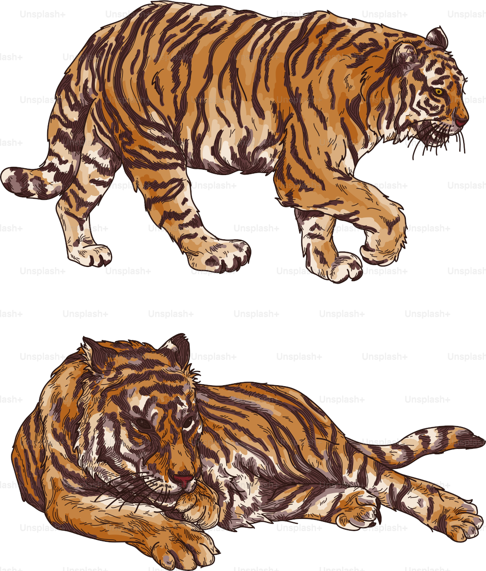A set of two tigers rendered semi-realistically in line artwork with a colour background. Separated to layers, global colours, easy to change.