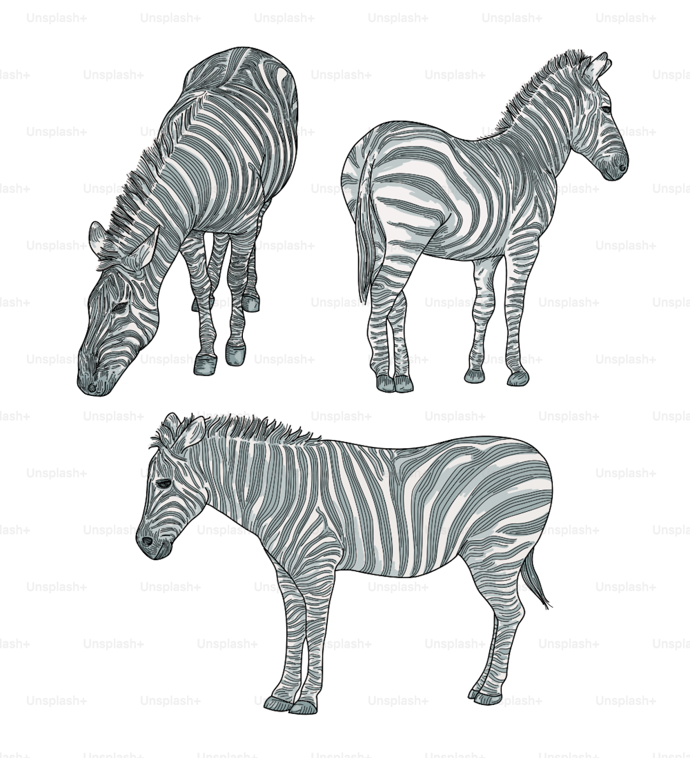 Three coloured detailed line art zebras isolated on a white background. Realistic style, grouped, separated to layers, global colours that are easy to change.
