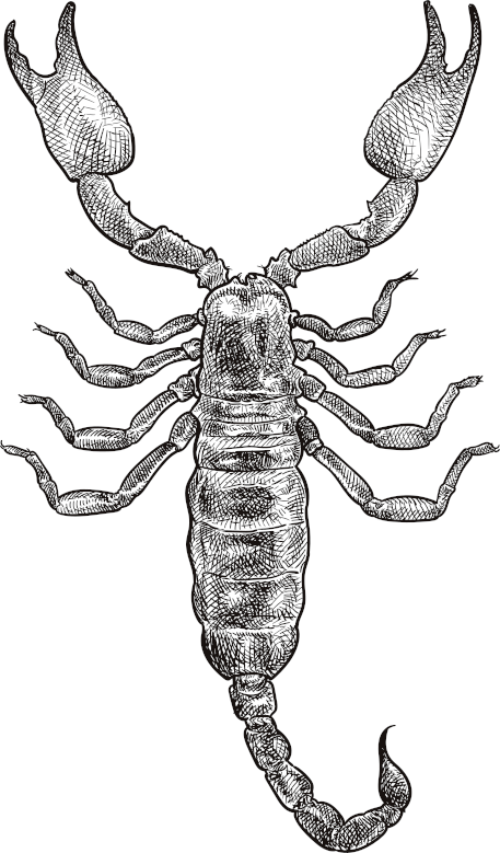 Hand made illustration of a scorpion. Top view.