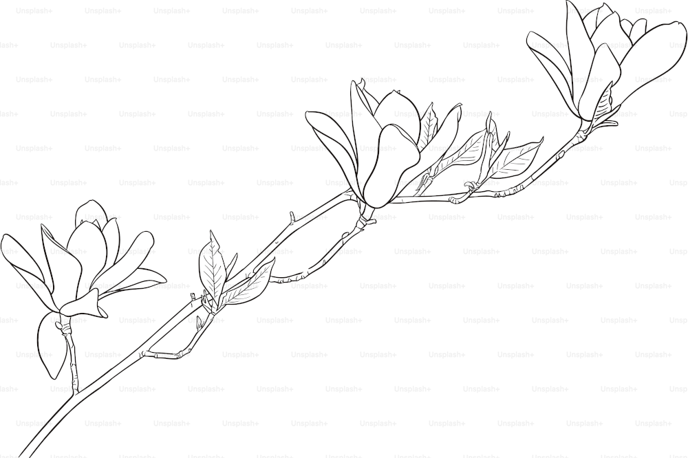 Hand drawn illustration of magnolia branch.