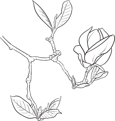 Hand drawn illustration of magnolia branch.