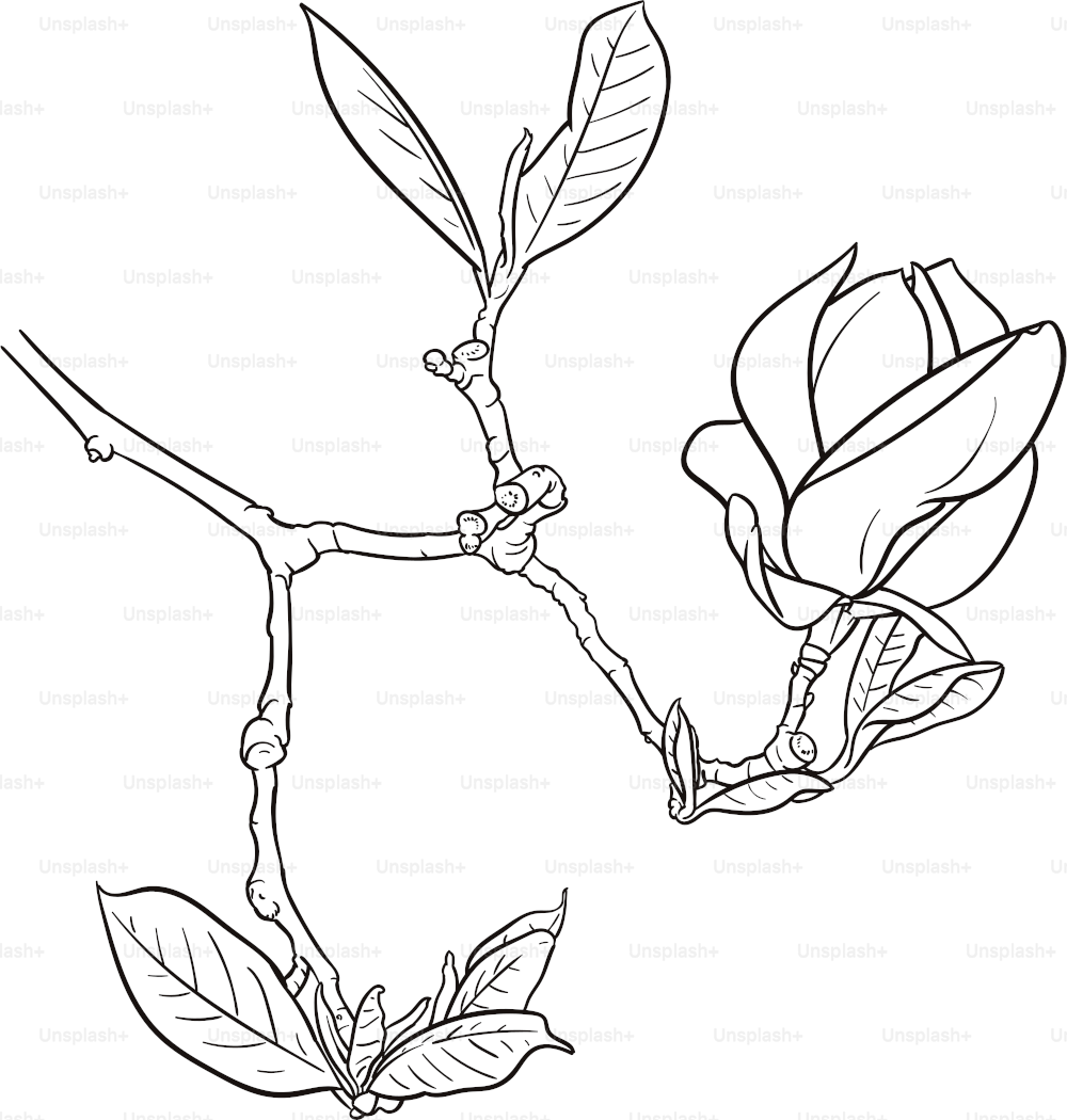 Handgezeichnete Illustration eines Magnolienzweiges.