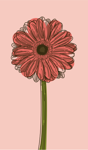 Una gerbera de tallo largo, creciendo! vector – Imagen de Flor en Unsplash, image size:3000x5144