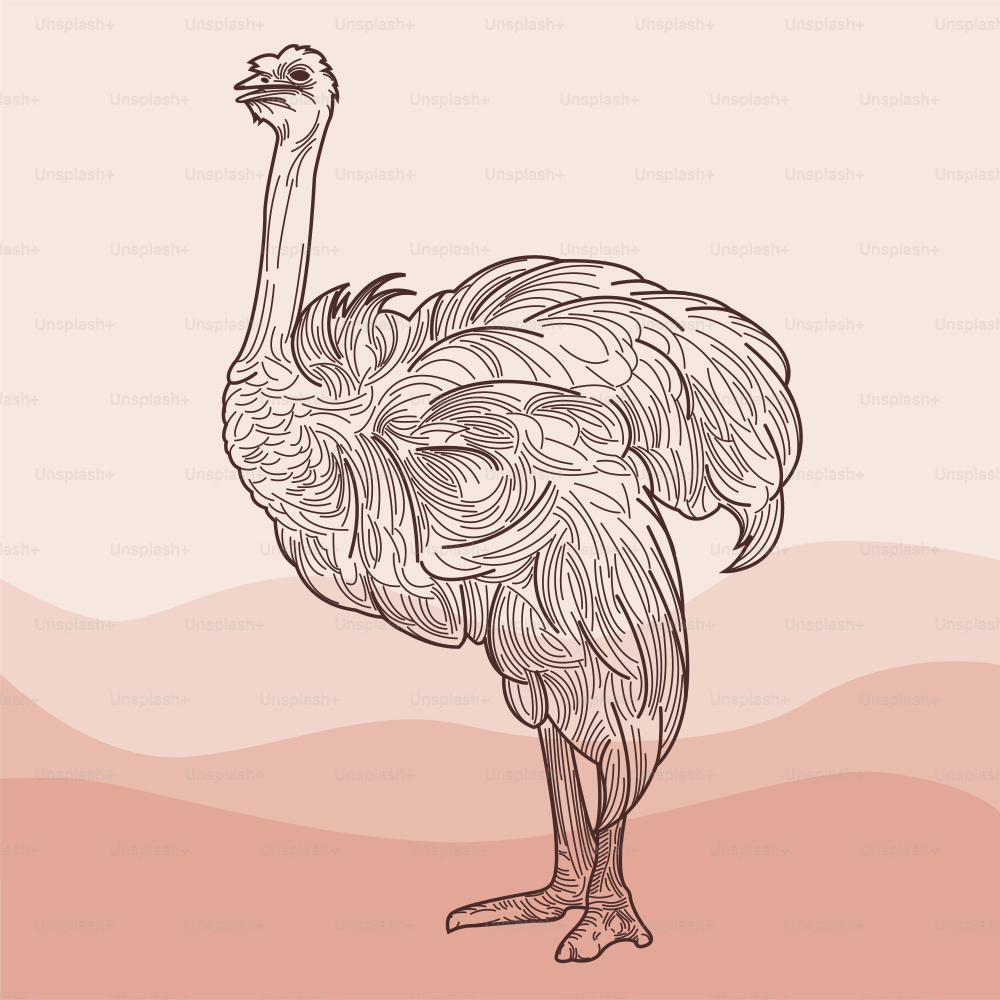 Line artwork of an ostrich standing in the sand.