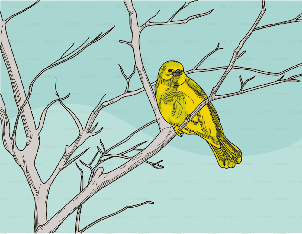 Yellow Warbler bird perched on a tree in front of a blue background.
