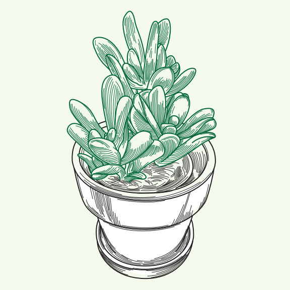 Ilustração de uma planta suculenta em vaso. Parte de uma série.