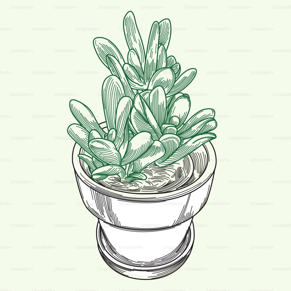Illustration of a potted succulent plant. Part of a series.