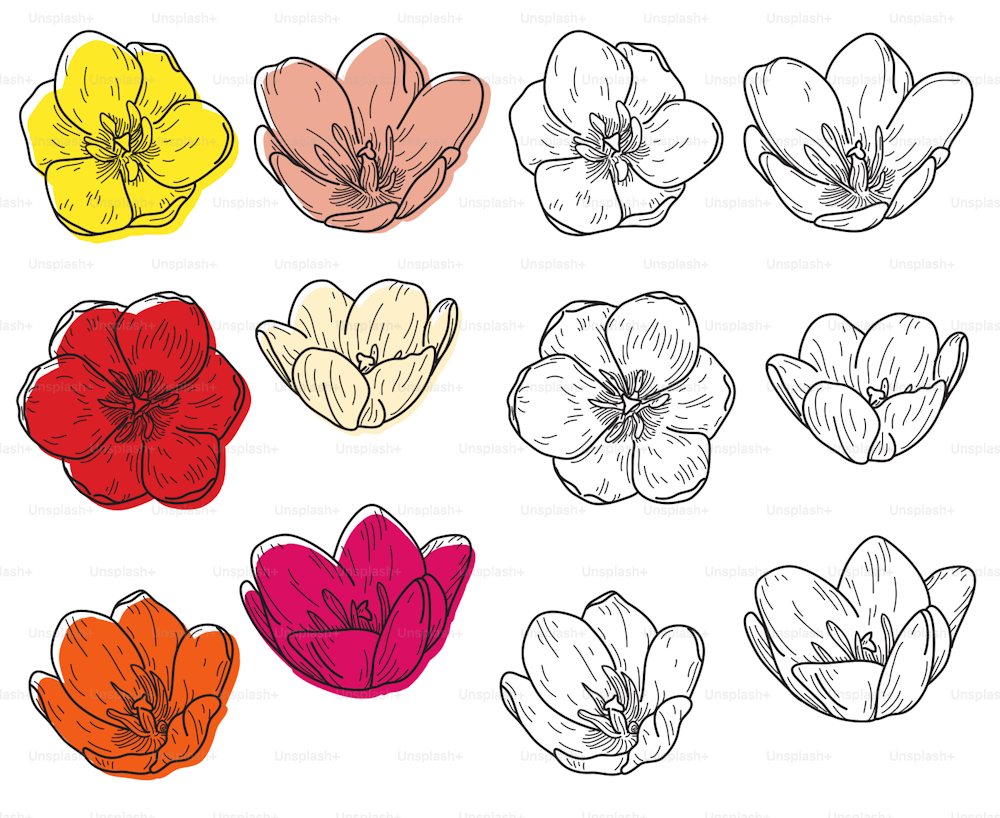 A set of filled and unfilled tulip flower heads in various stages of blooming. Comes both filled and un-filled. Grouped and made with global colors, easy to change.