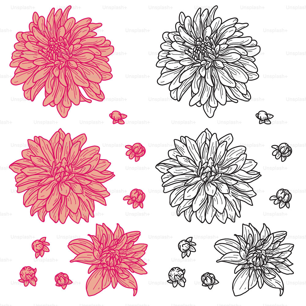 A simple line art set of chrysanthemum flowers for use in your design projects. Comes both in colour with fills or non-filled. Colours are global, easy to change.
