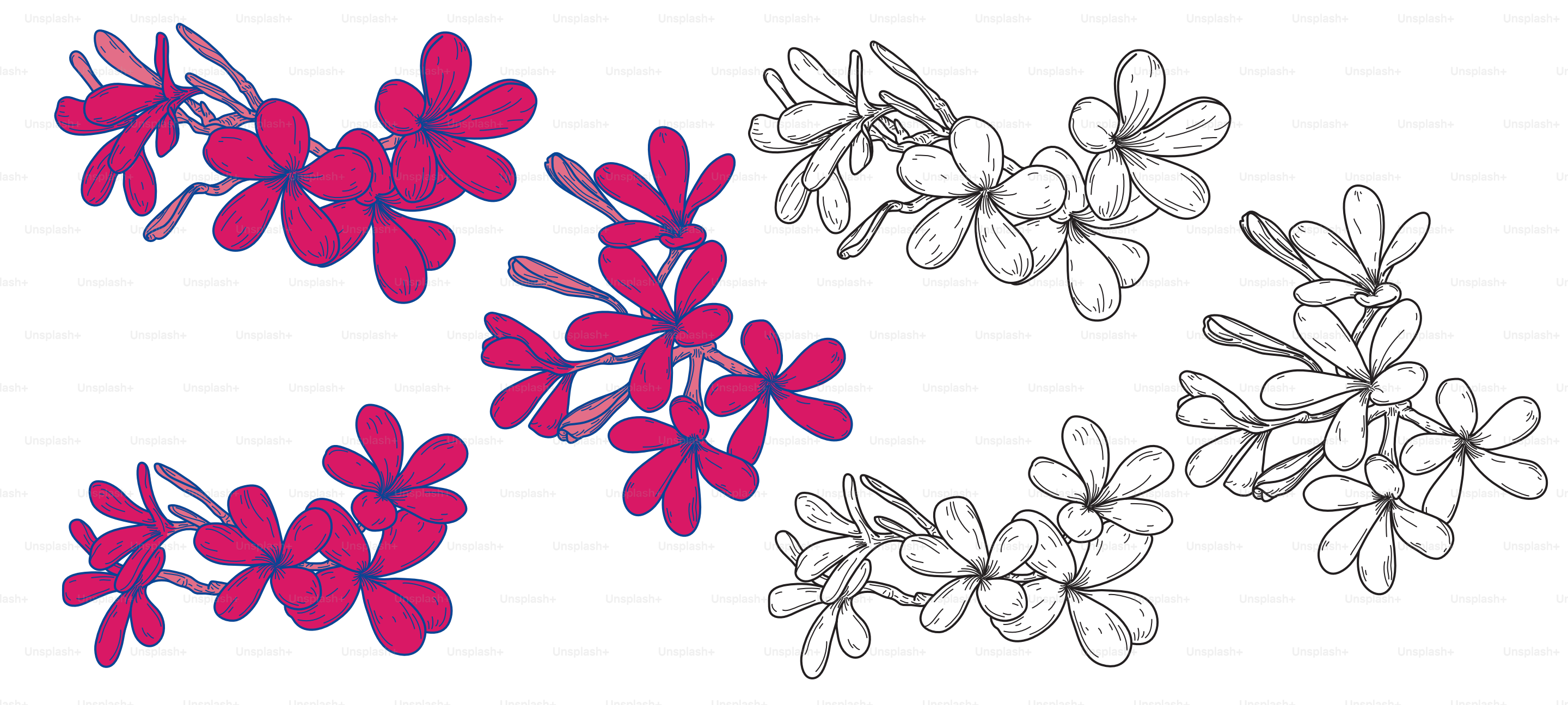 Arte lineal de plumerias o flores de frangipani sobre fondo blanco. Colores globales, fáciles de cambiar.