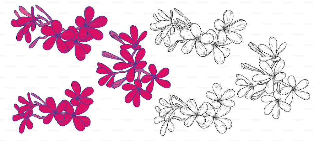 Line art of plumeria or frangipani flowers on a white background. Global colours, easy to change.