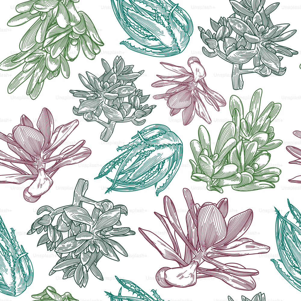 Repeating pattern of line artwork succulents. Global colours, easy to change and remove background!