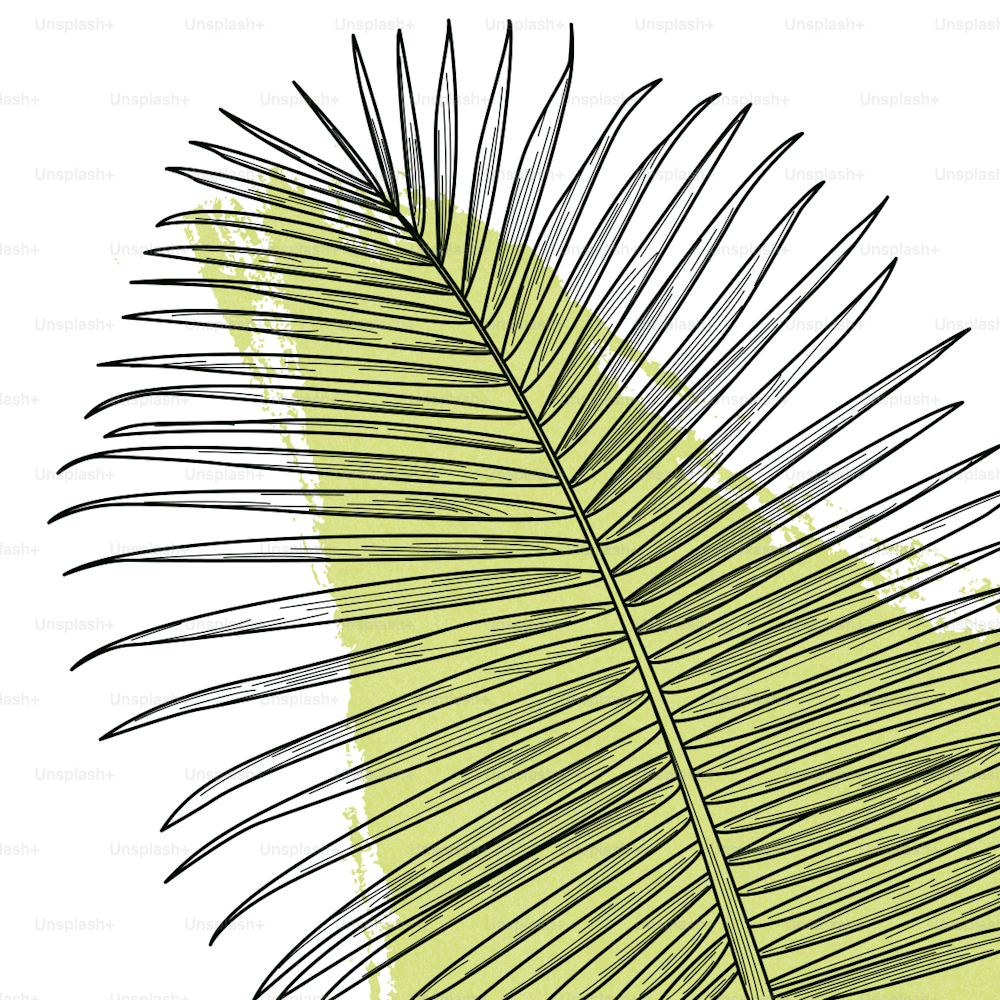 Line artwork of a palm frond with a splashy background. Easy to change colours or remove background.