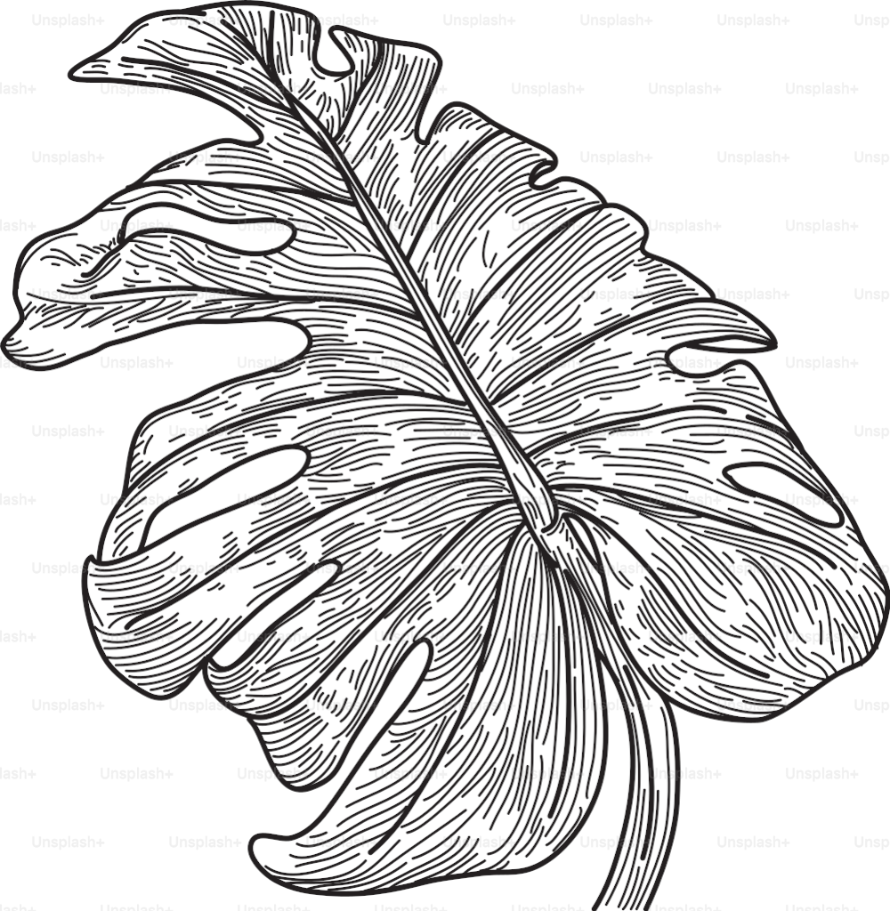 An isolated, detailed monstera leaf.