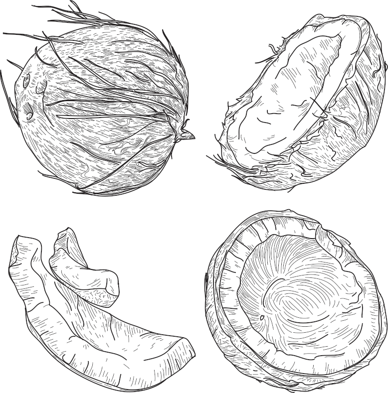 Un juego de cocos enteros, mitades y rodajas para que los utilices en tus diseños.