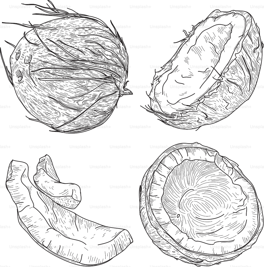 Un set di noci di cocco intere, a metà e a fette da utilizzare nei tuoi disegni.
