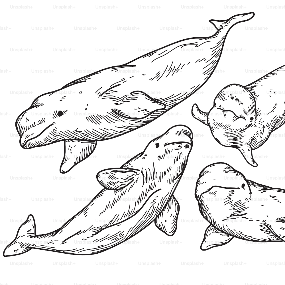 Belugas dos mares do norte