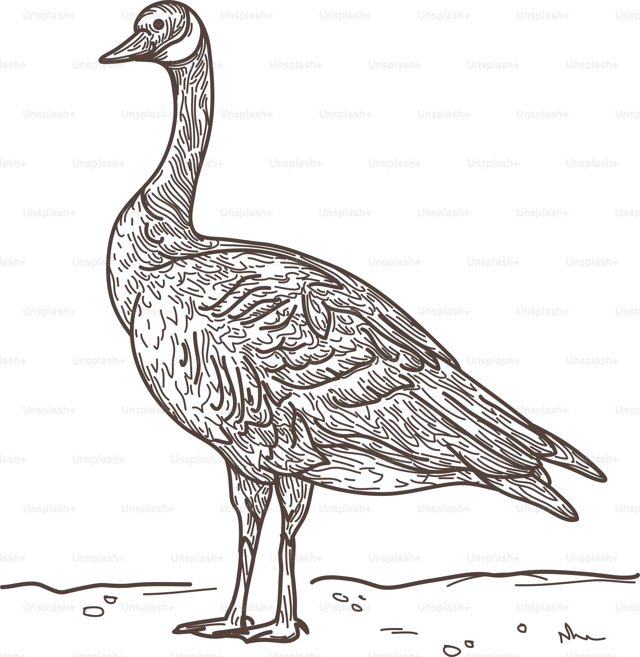 Canada goose, standing upright.