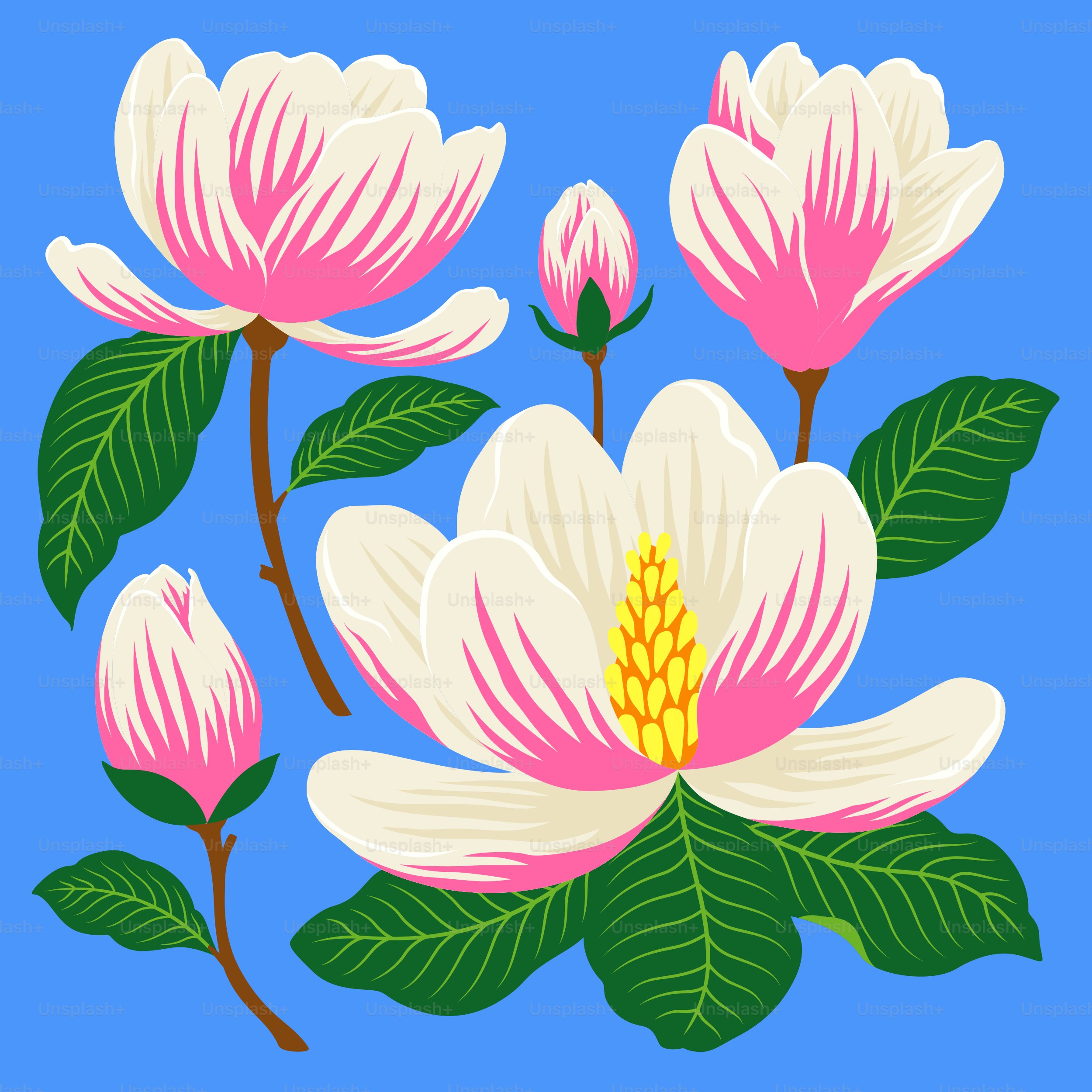 A pink and white flower on a blue background