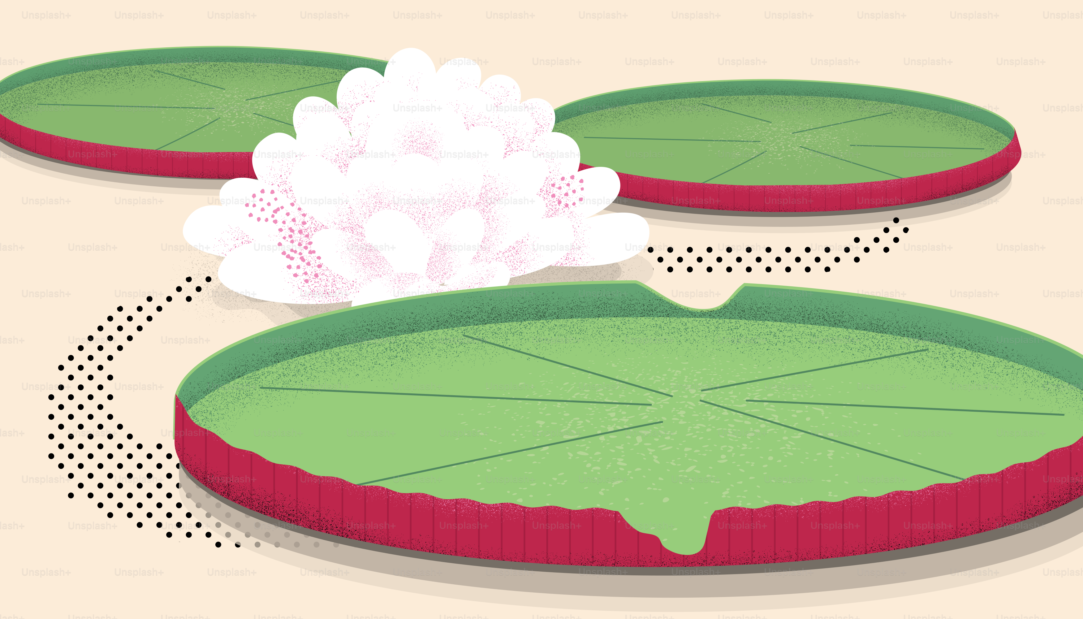 Water lilies and a white flower on a pond