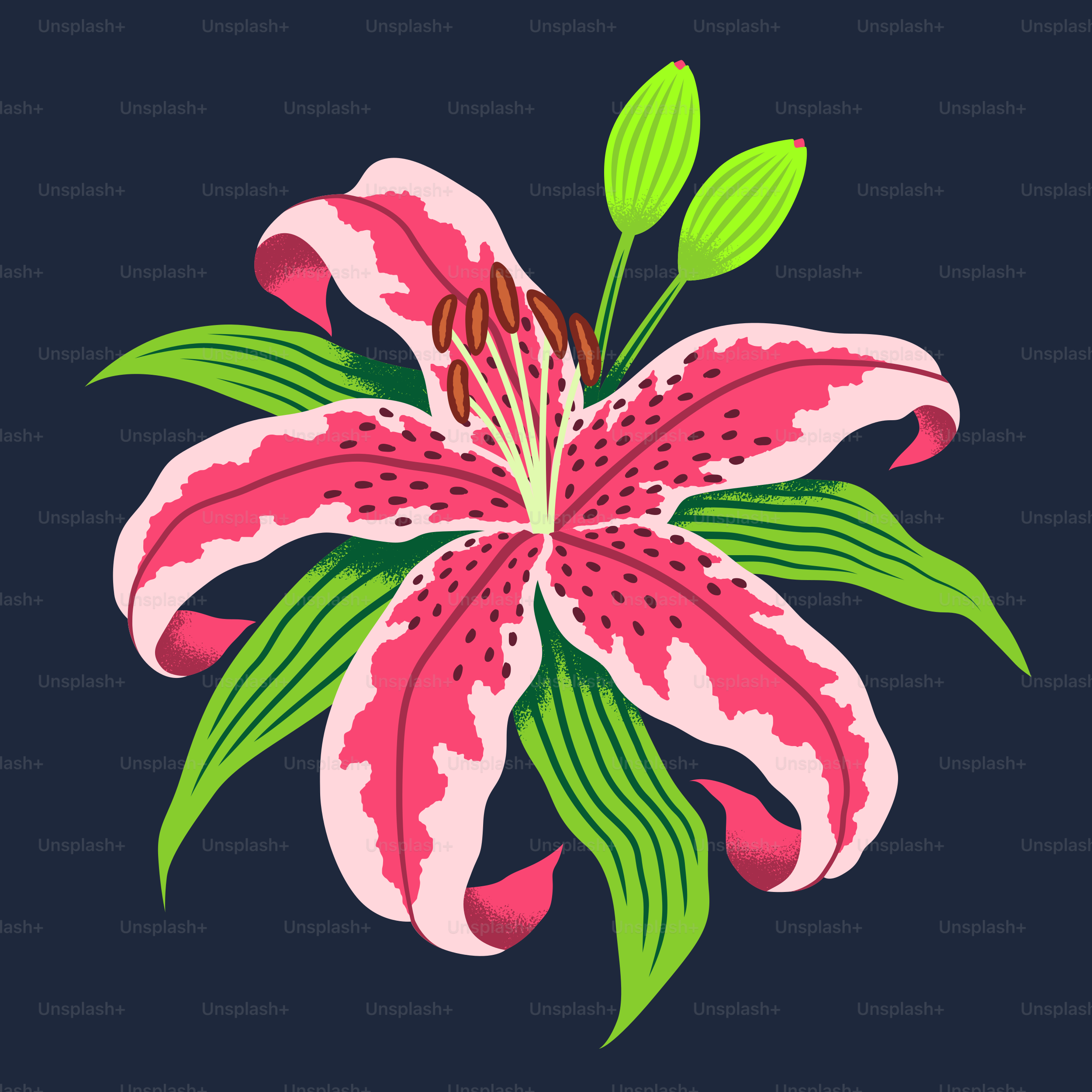 鮮やかなピンク色のユリで、緑の葉と蕾が咲いています。