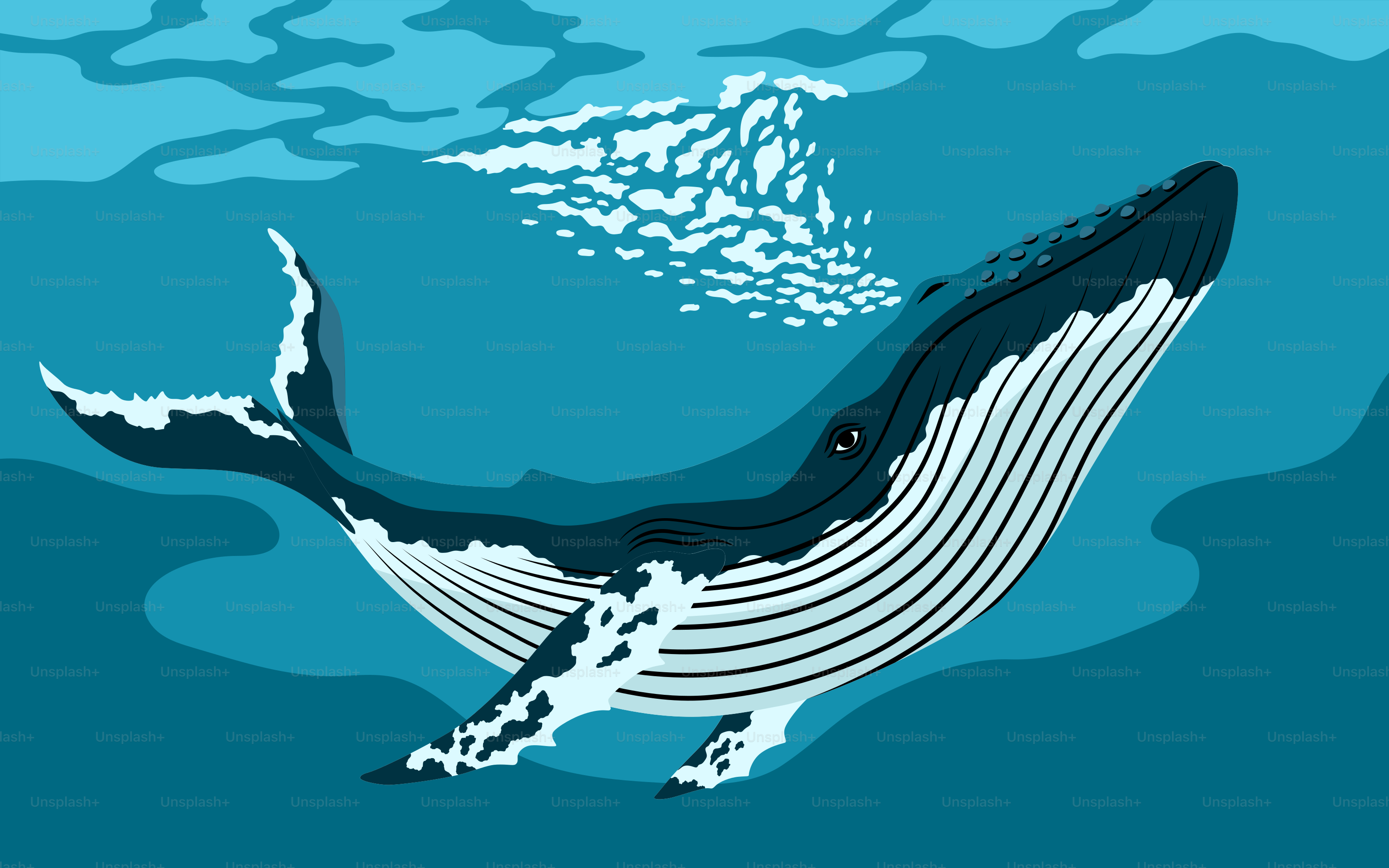 ザトウクジラが水面に浮かび、水を吐きます