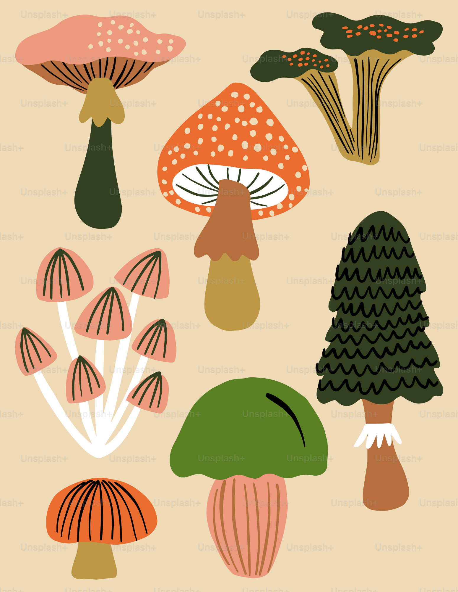 A group of different types of mushrooms