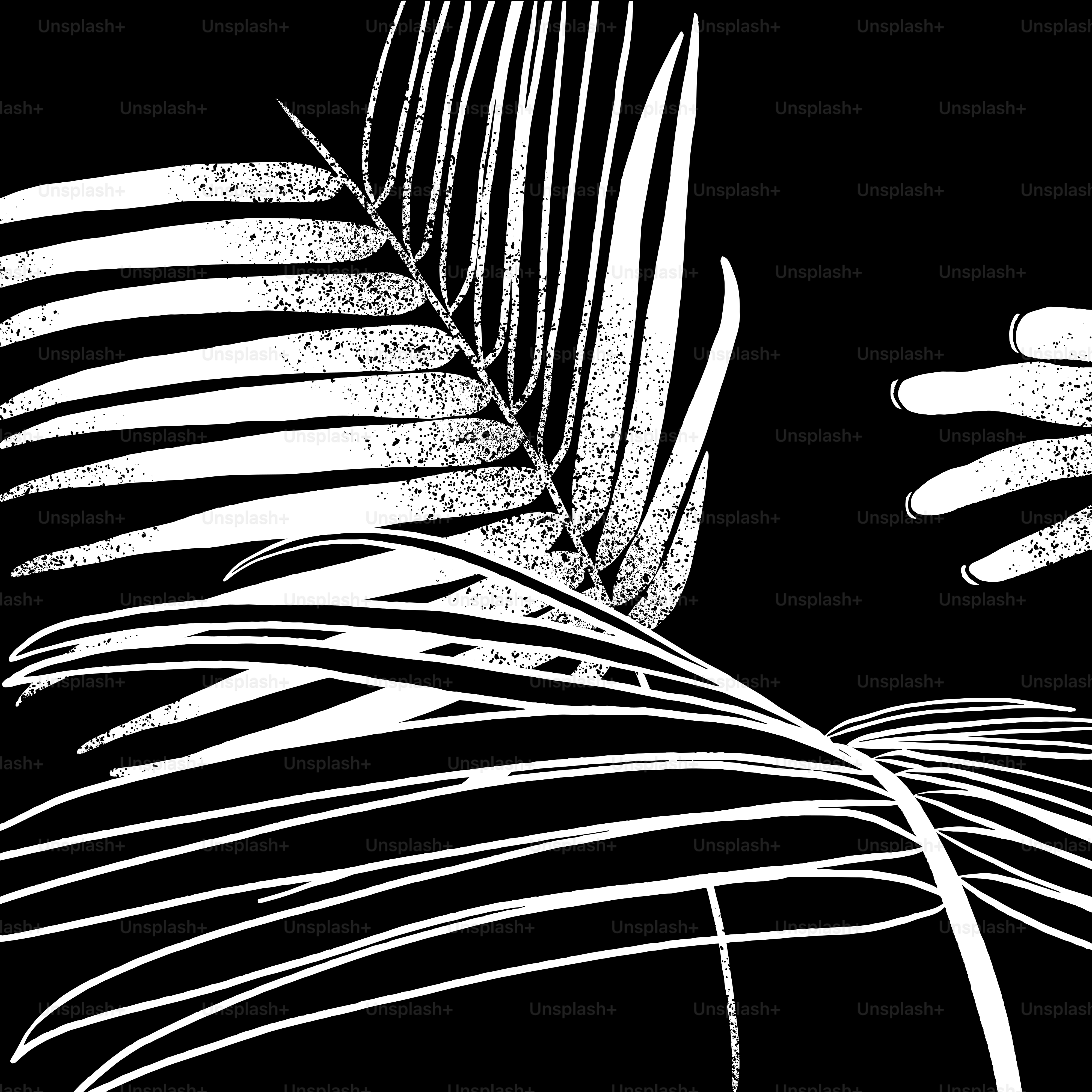 White palm leaves on a black background
