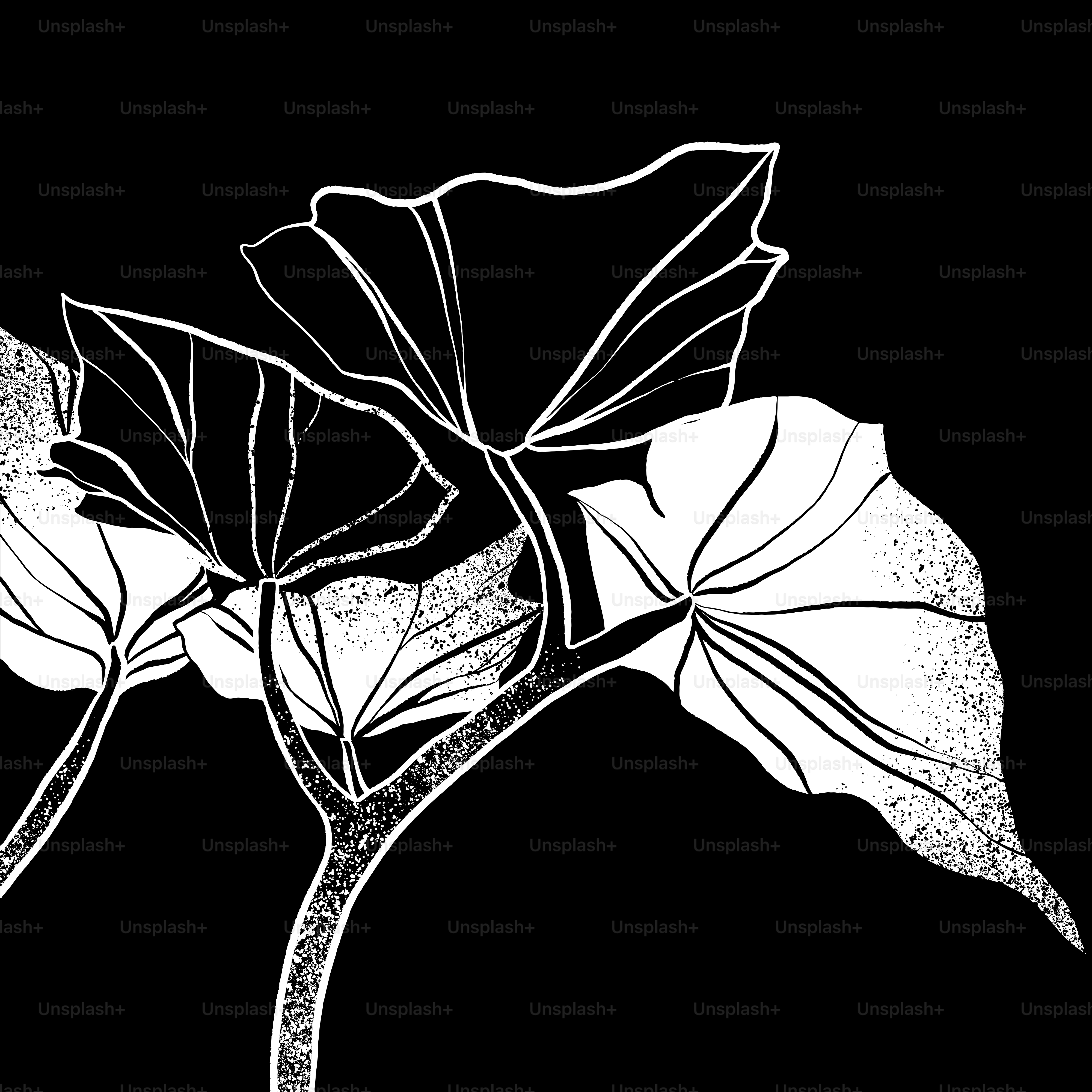 a black and white photo of a leaf