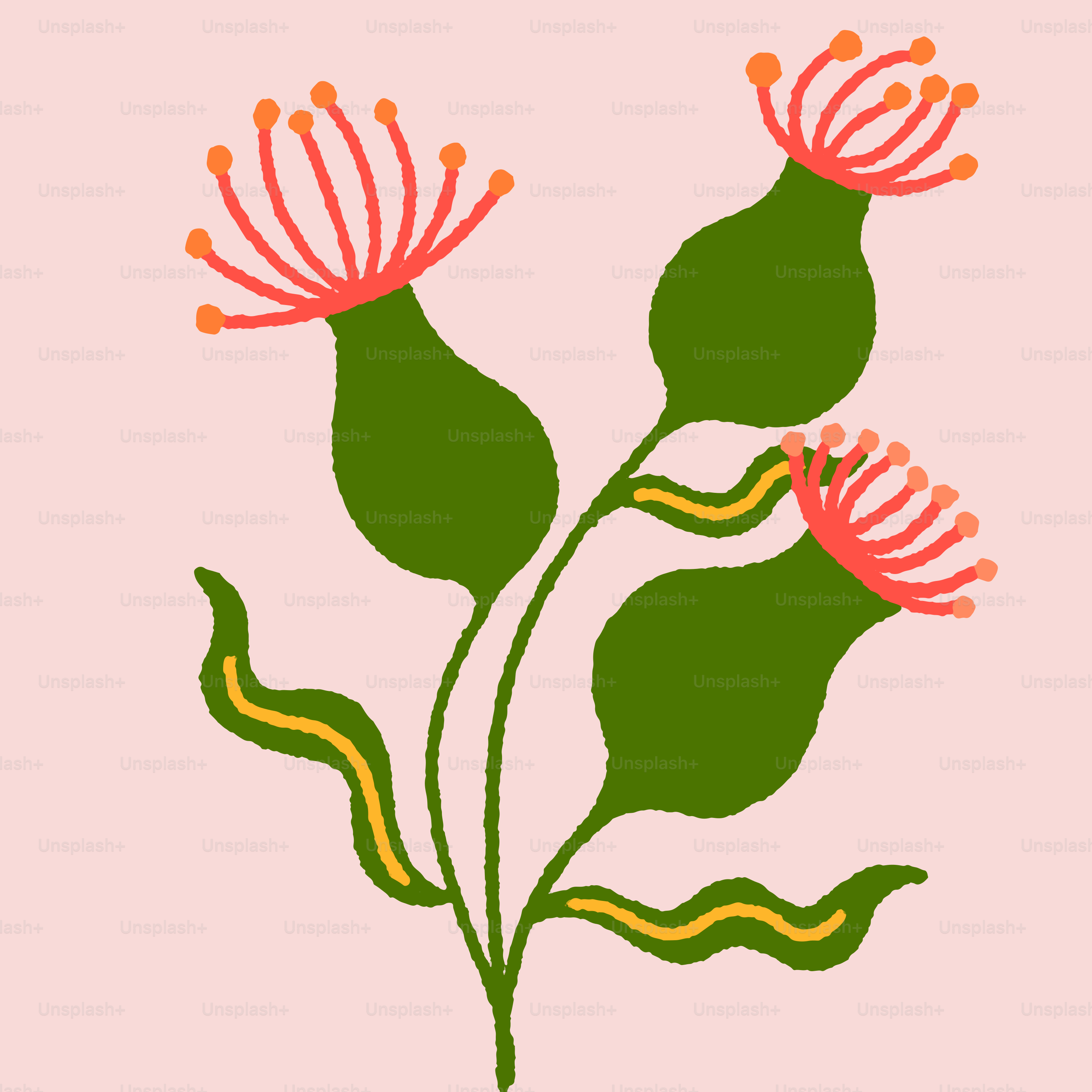 Drei grüne Knospen mit rosa und orangefarbenen Blüten