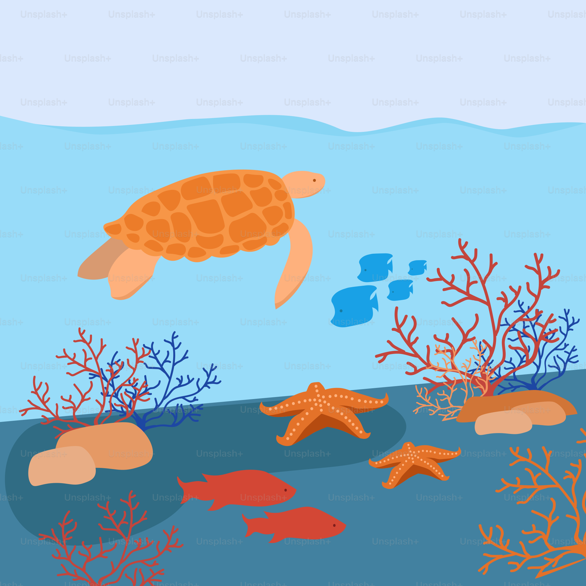 a sea turtle swimming over a coral reef