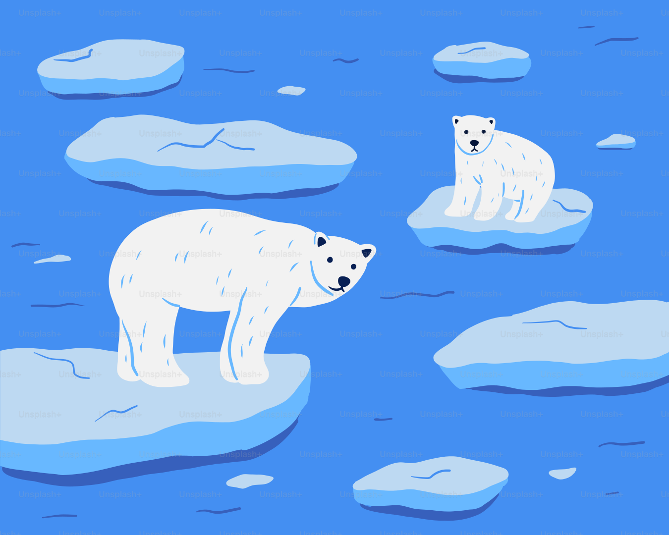 Two polar bears are standing on ice floes