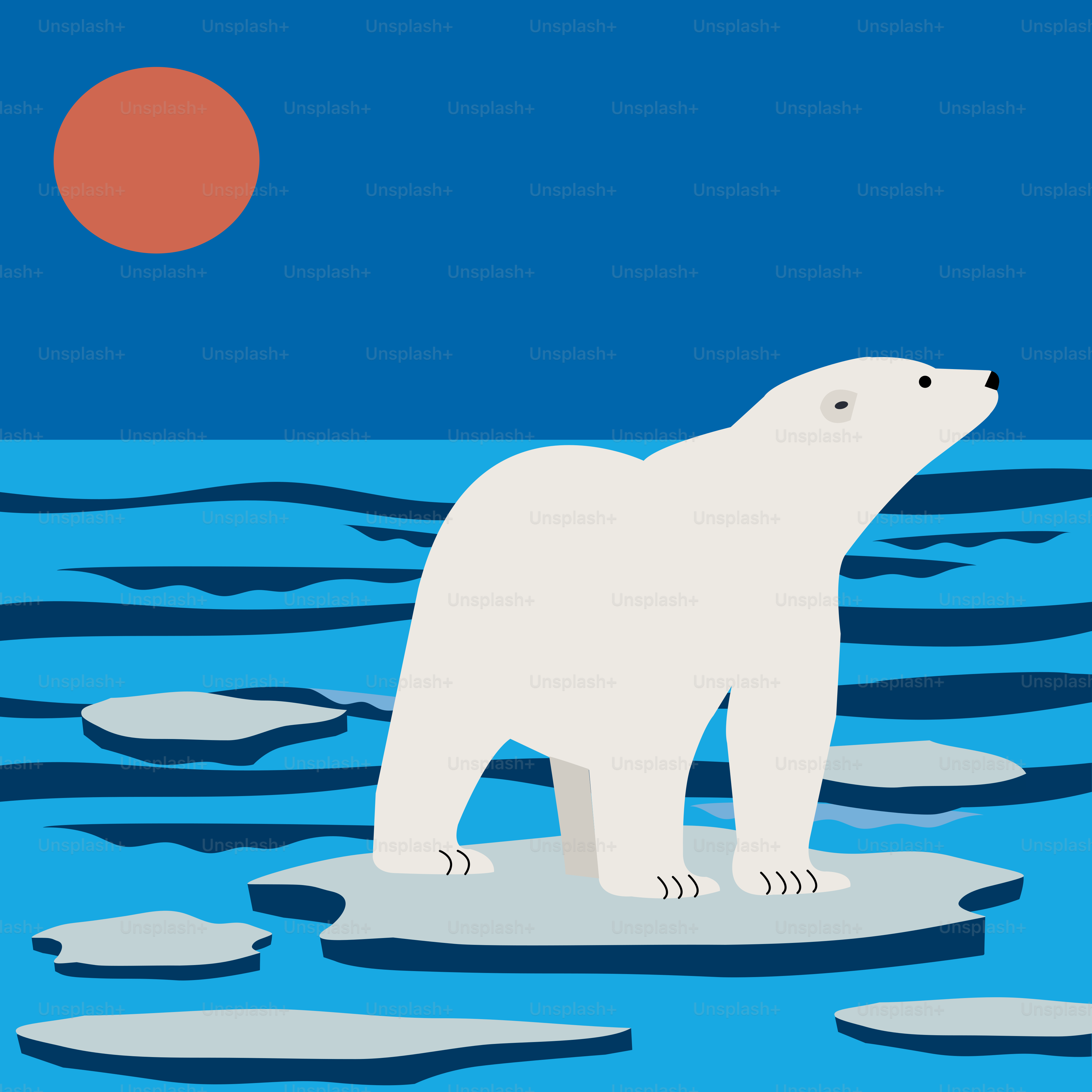 A polar bear is standing on an ice floet
