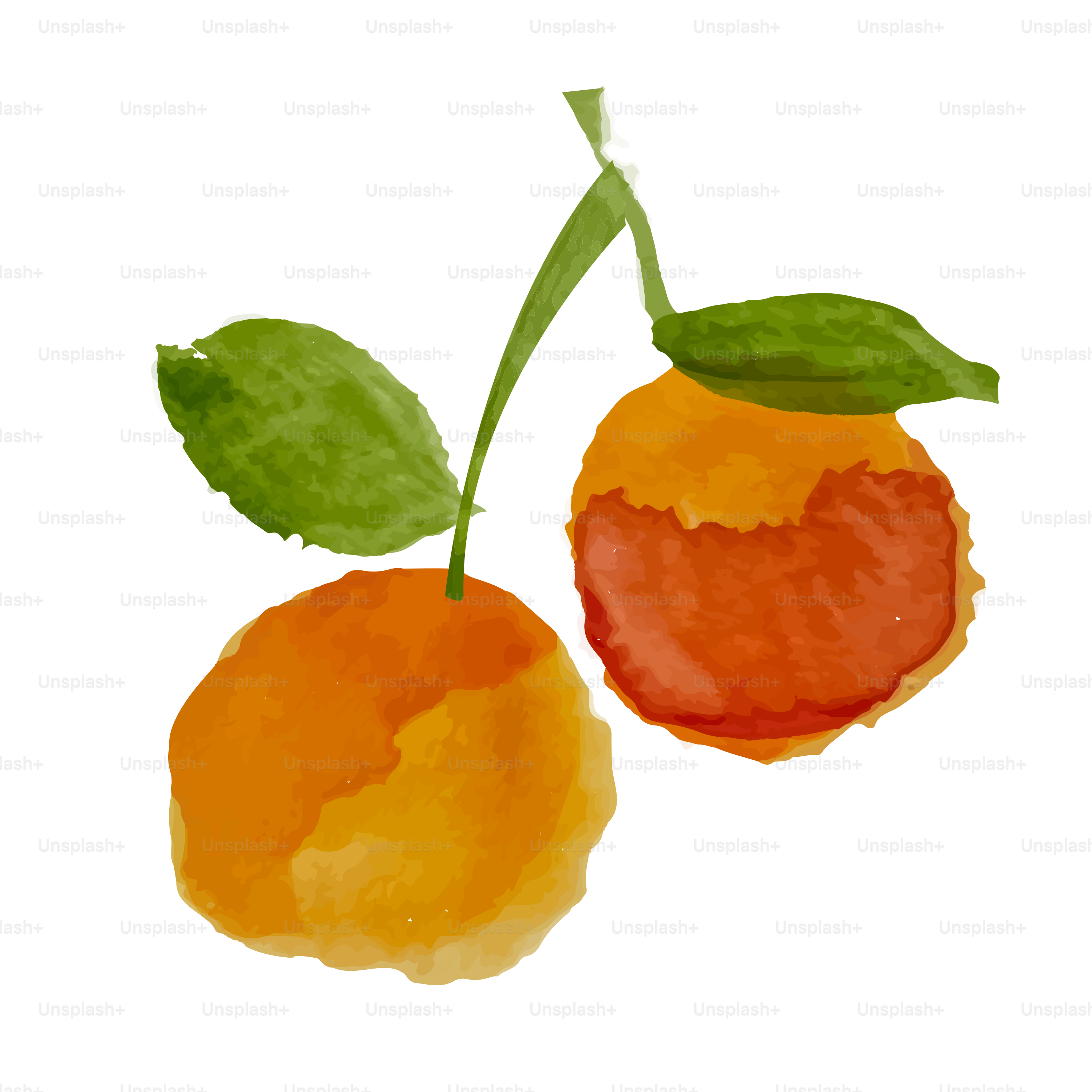 Two oranges with green leaves on a white background