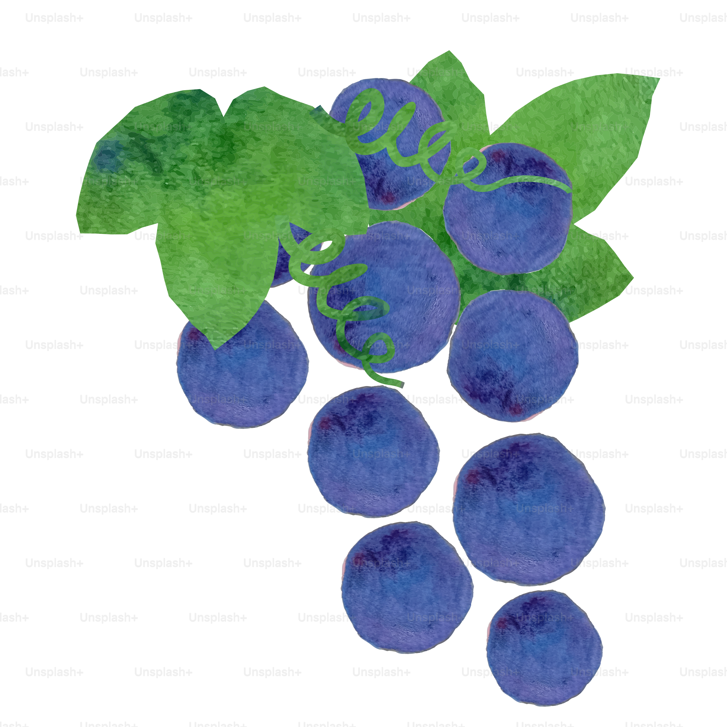 Un racimo de uvas azules con hojas verdes