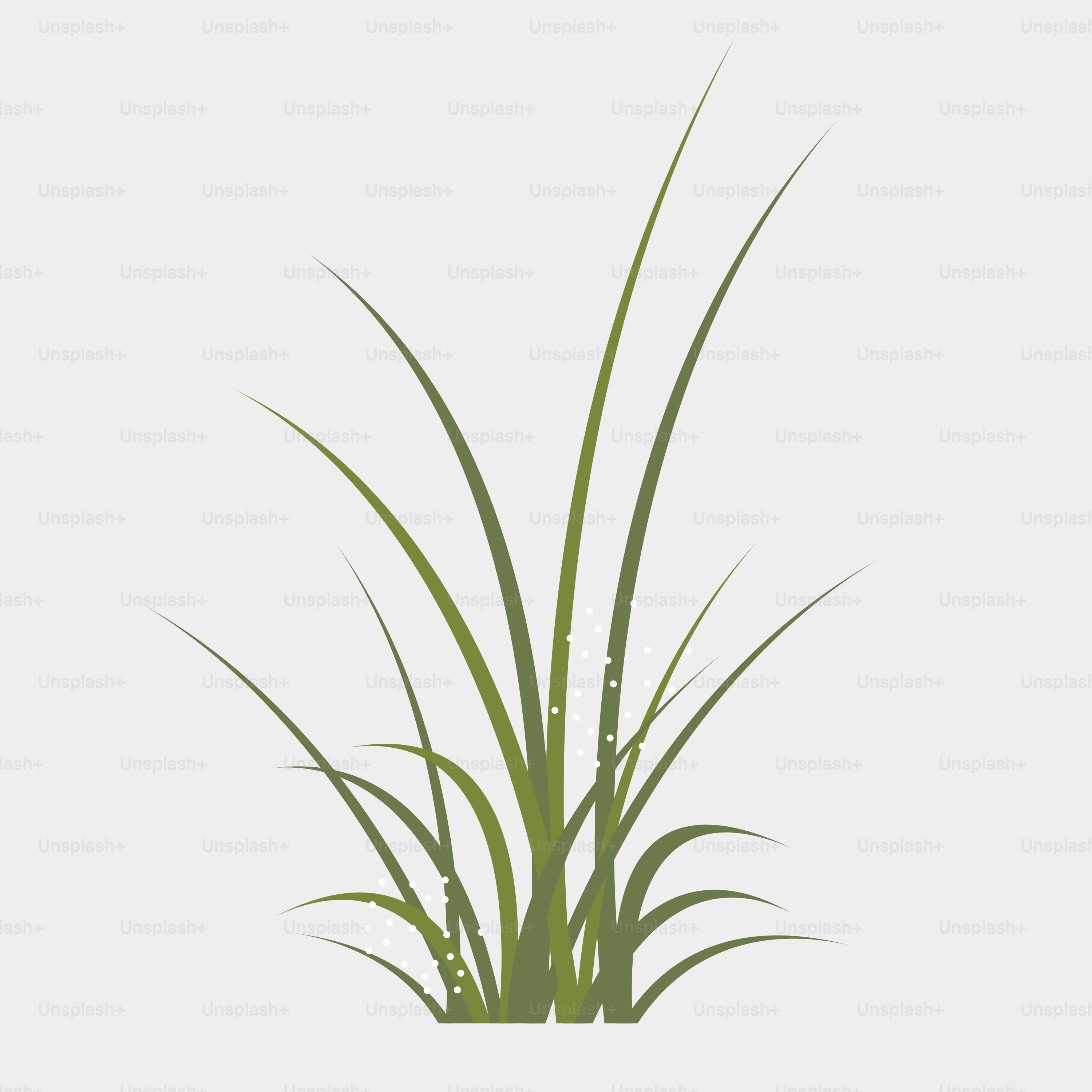 A picture of a green plant on a white background