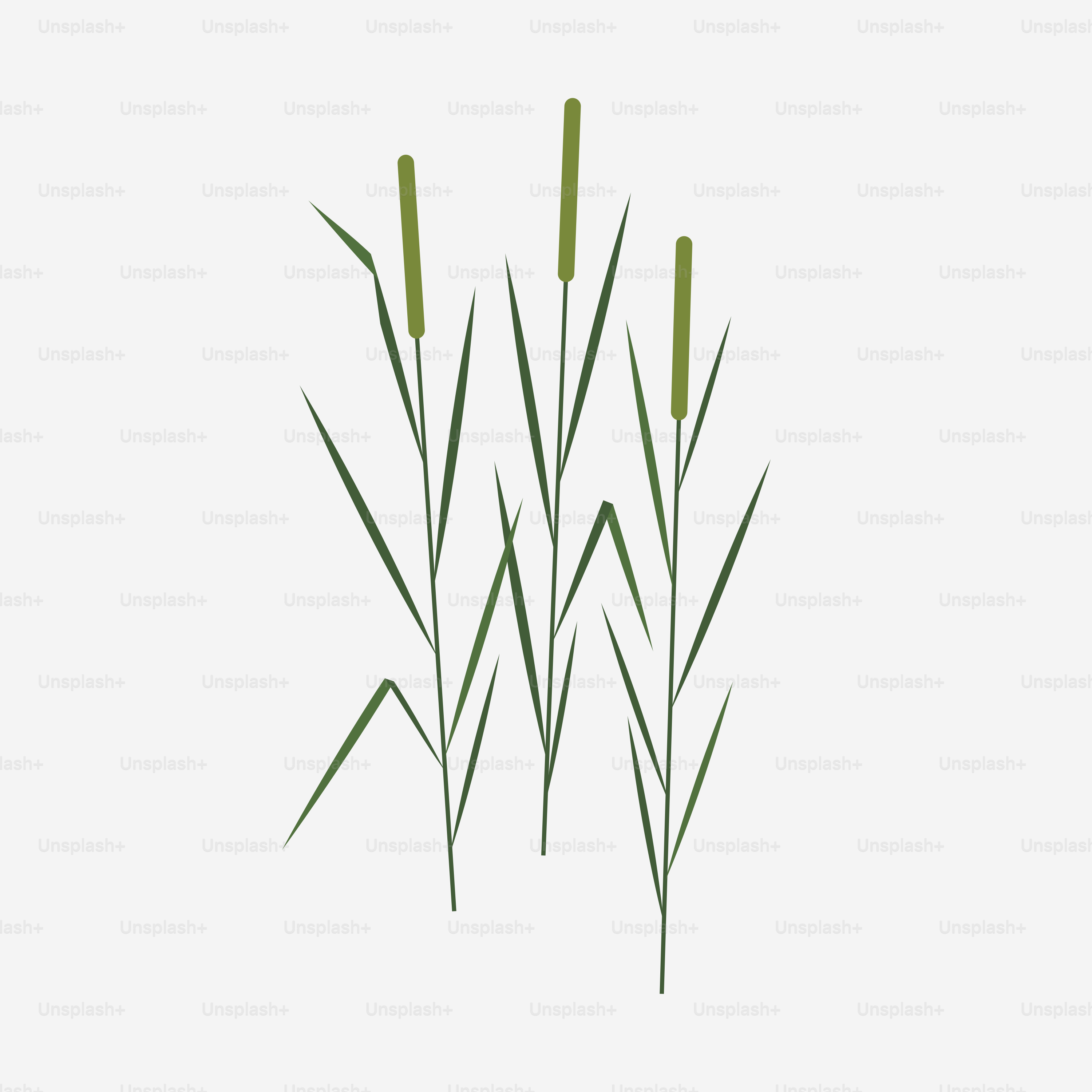 A group of green plants on a white background