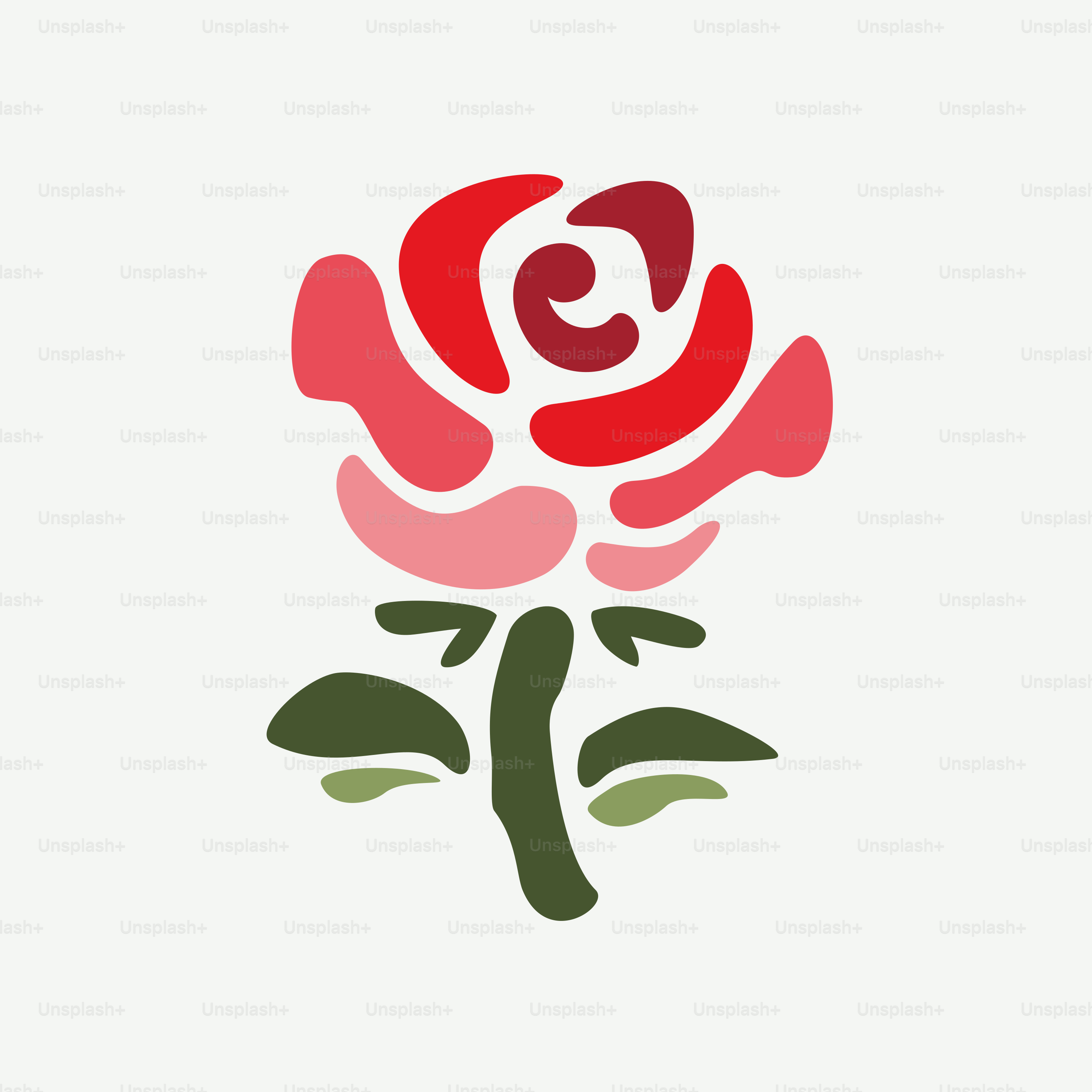 Una rosa rossa su sfondo bianco