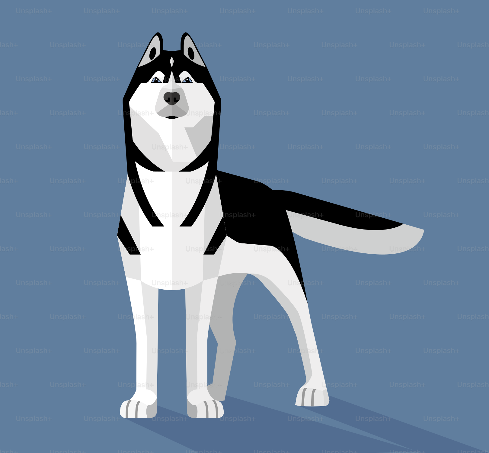 Un perro husky de pie sobre un fondo azul