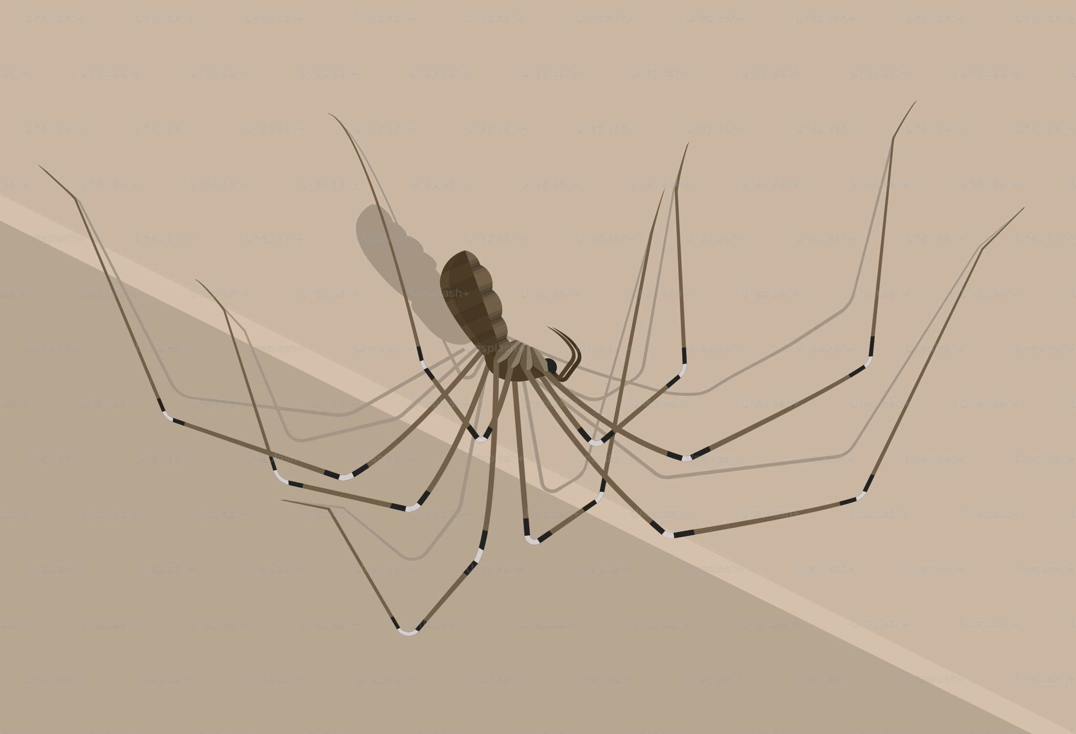 Una gran araña arrastrándose por una pared