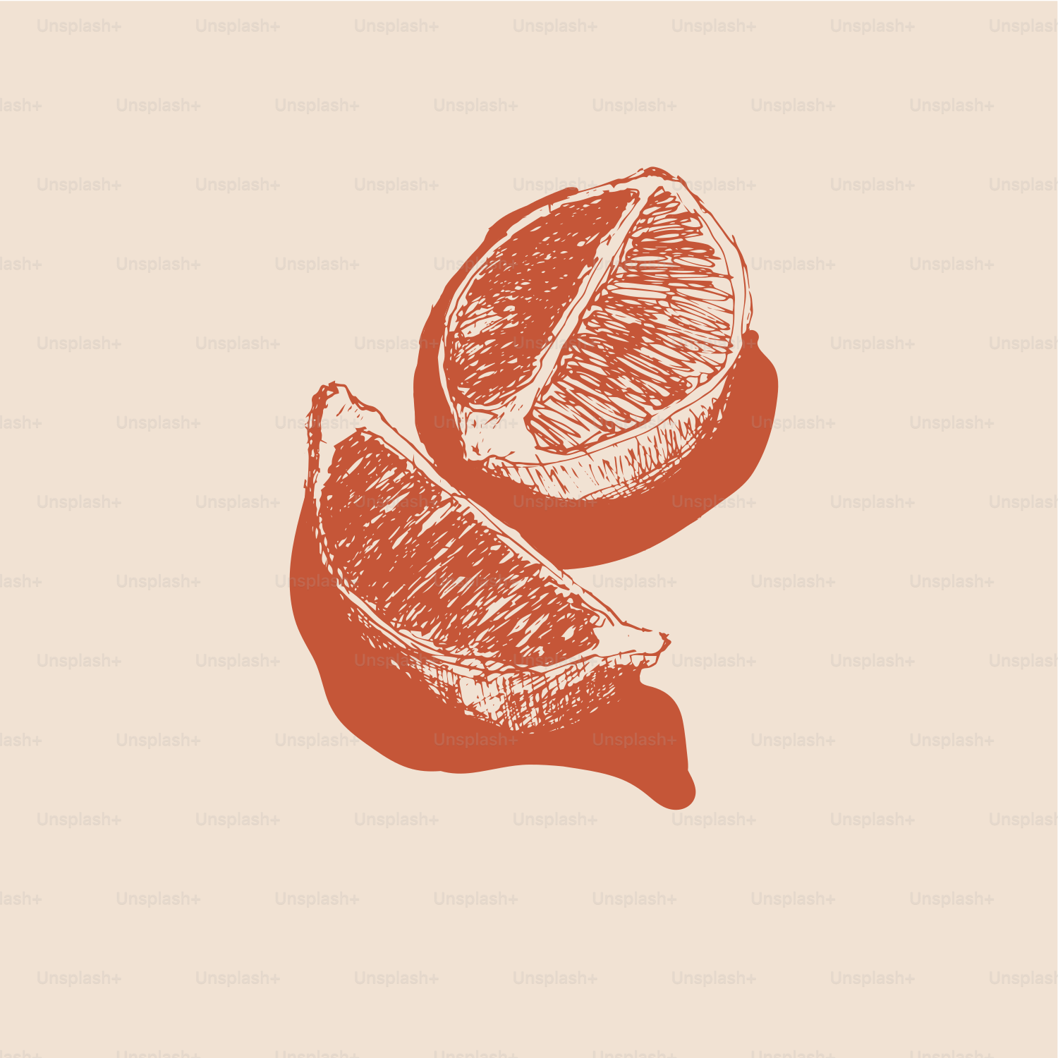 A drawing of a piece of fruit on a white background