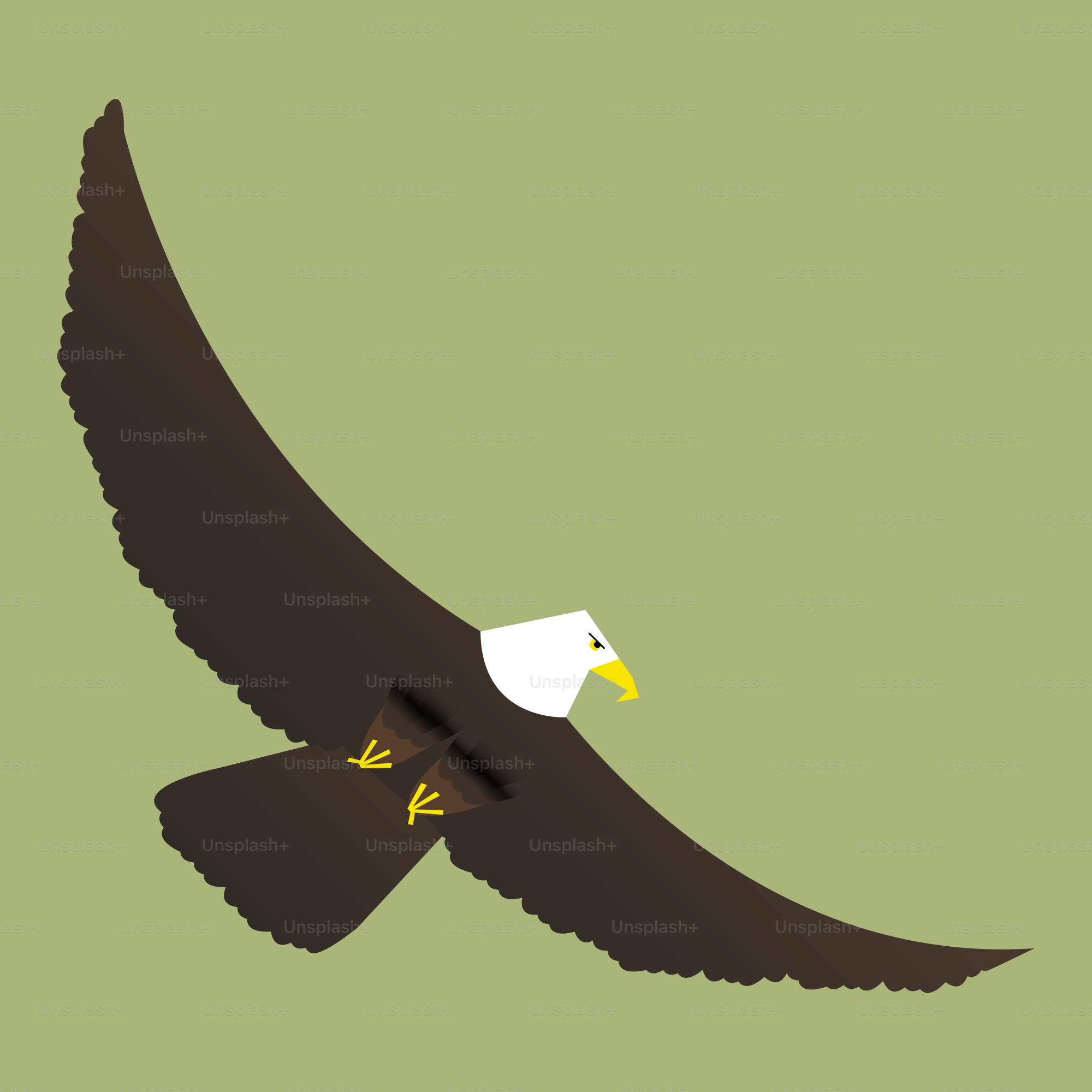 鳩はカラスの周りを飛び回ります。のベクター – Unsplashの動物の画像, image size:3000x3000