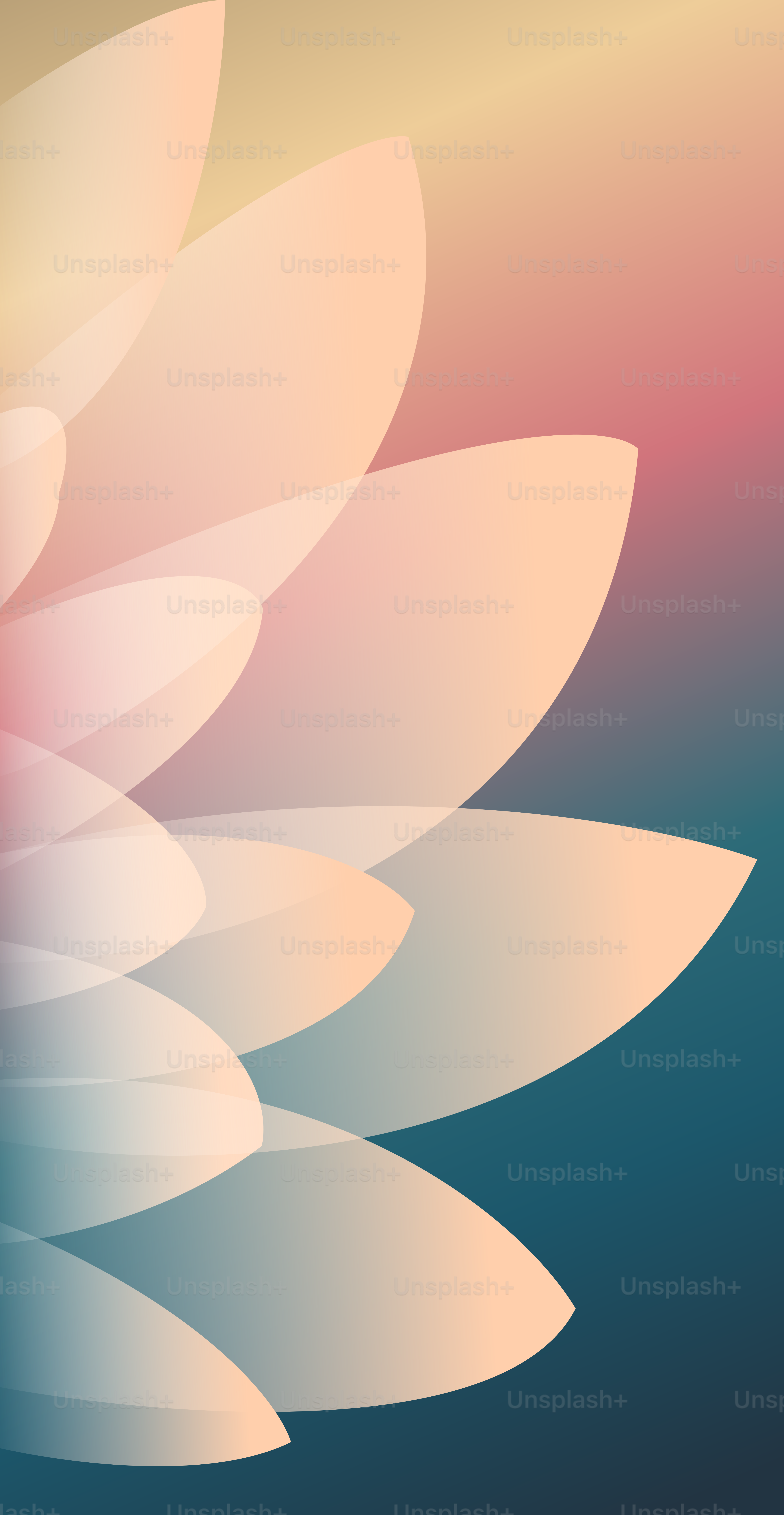 Une fleur blanche sur fond bleu et rose