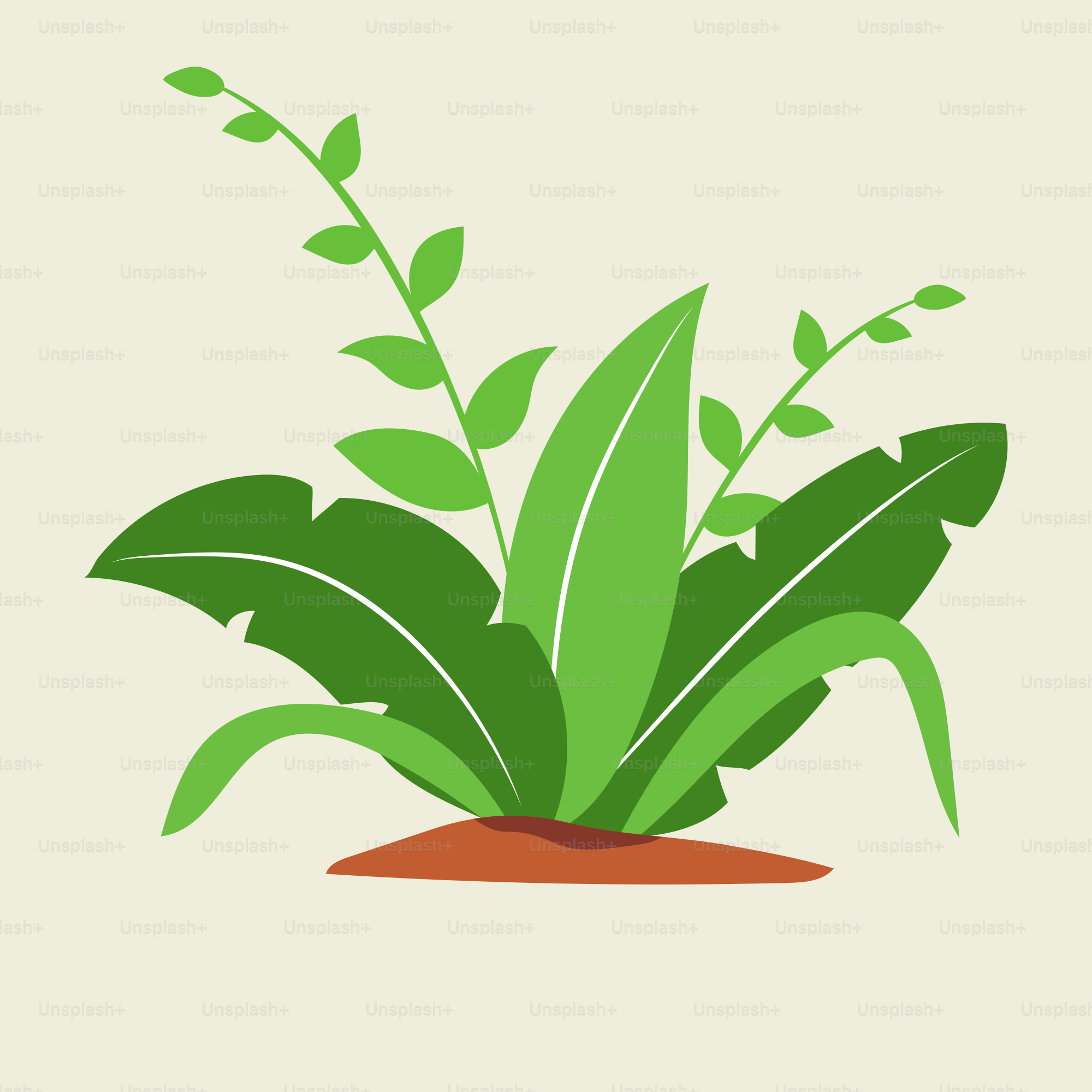 A green plant with leaves on a white background