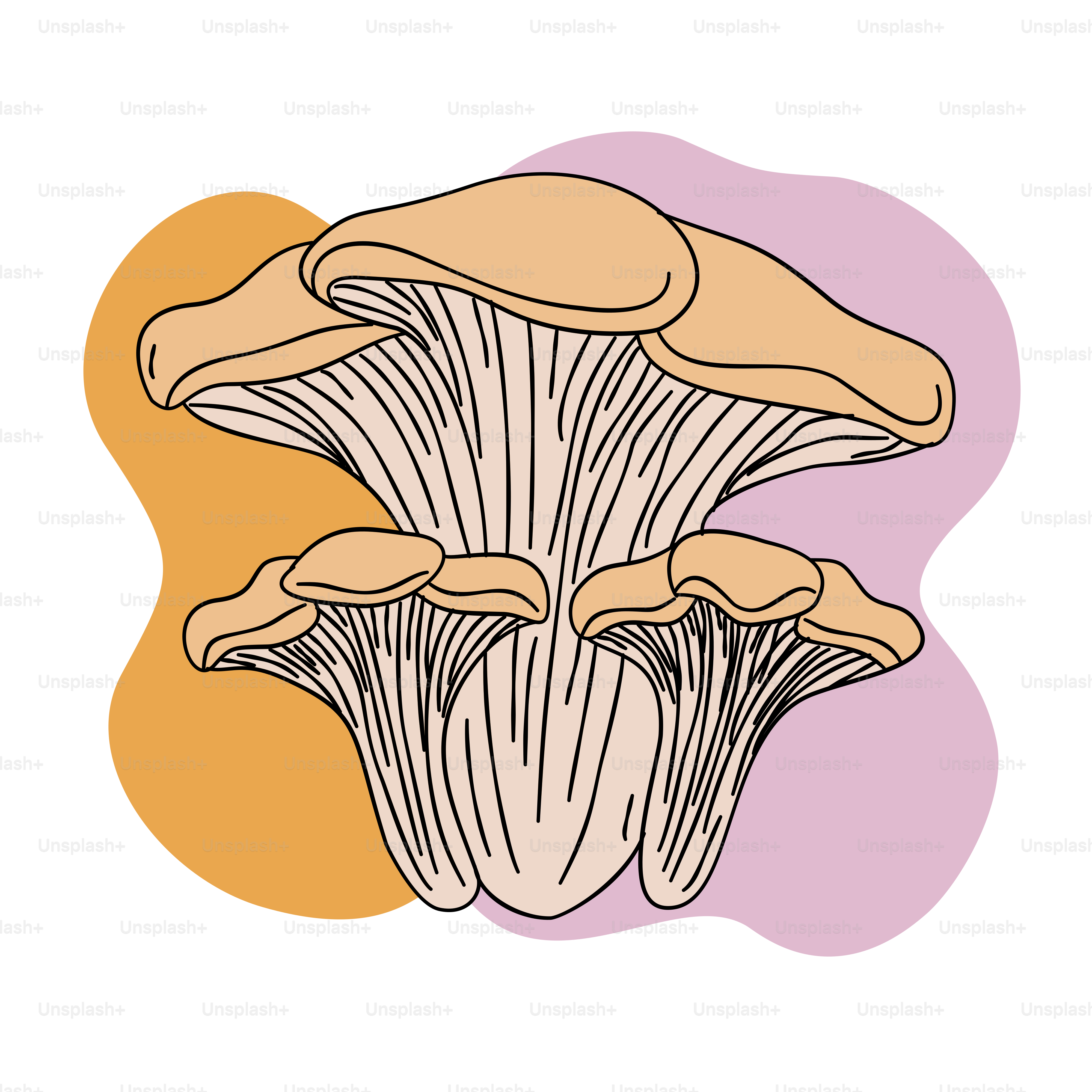 A group of mushrooms on a white background