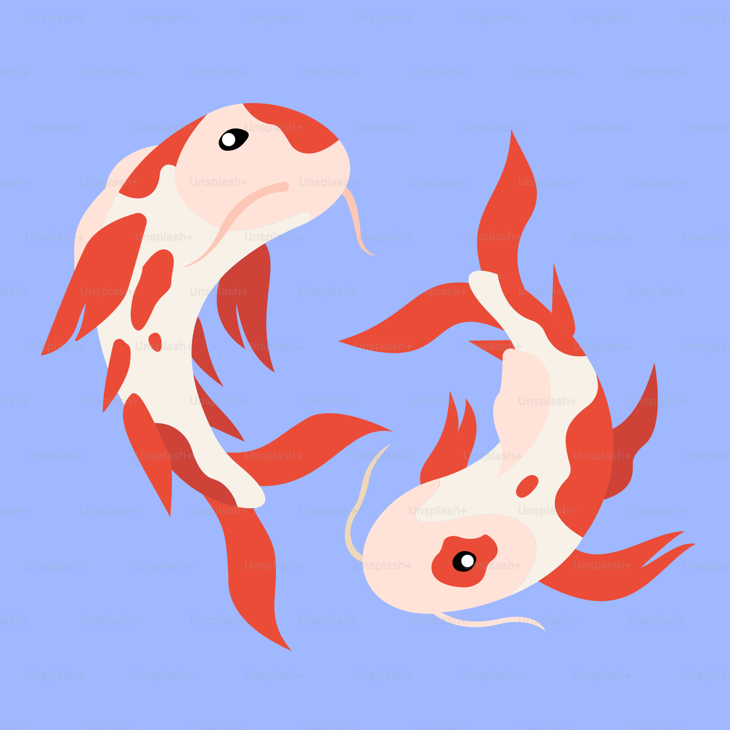 Two red and white koi fish swimming together