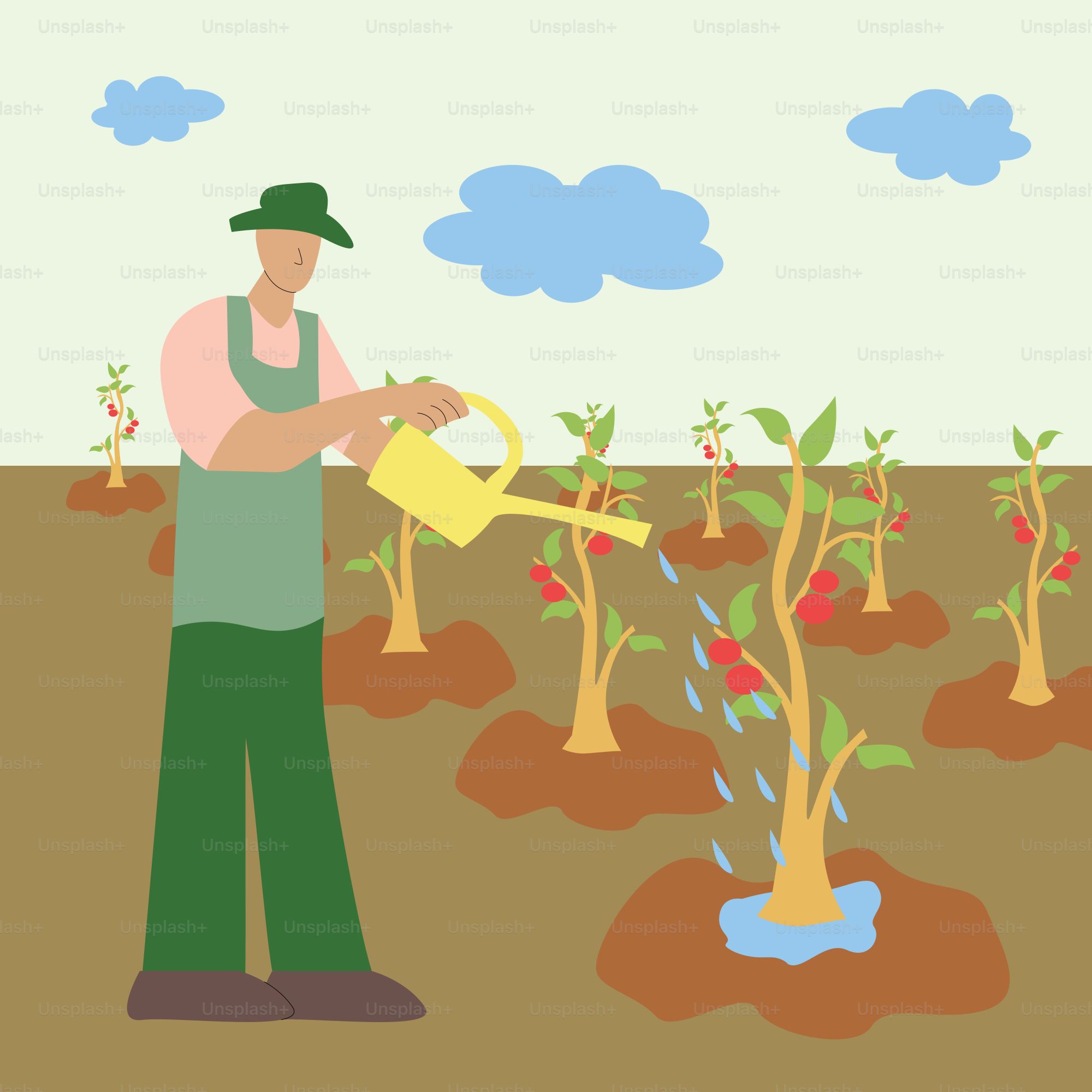 A man is watering the plants in the field