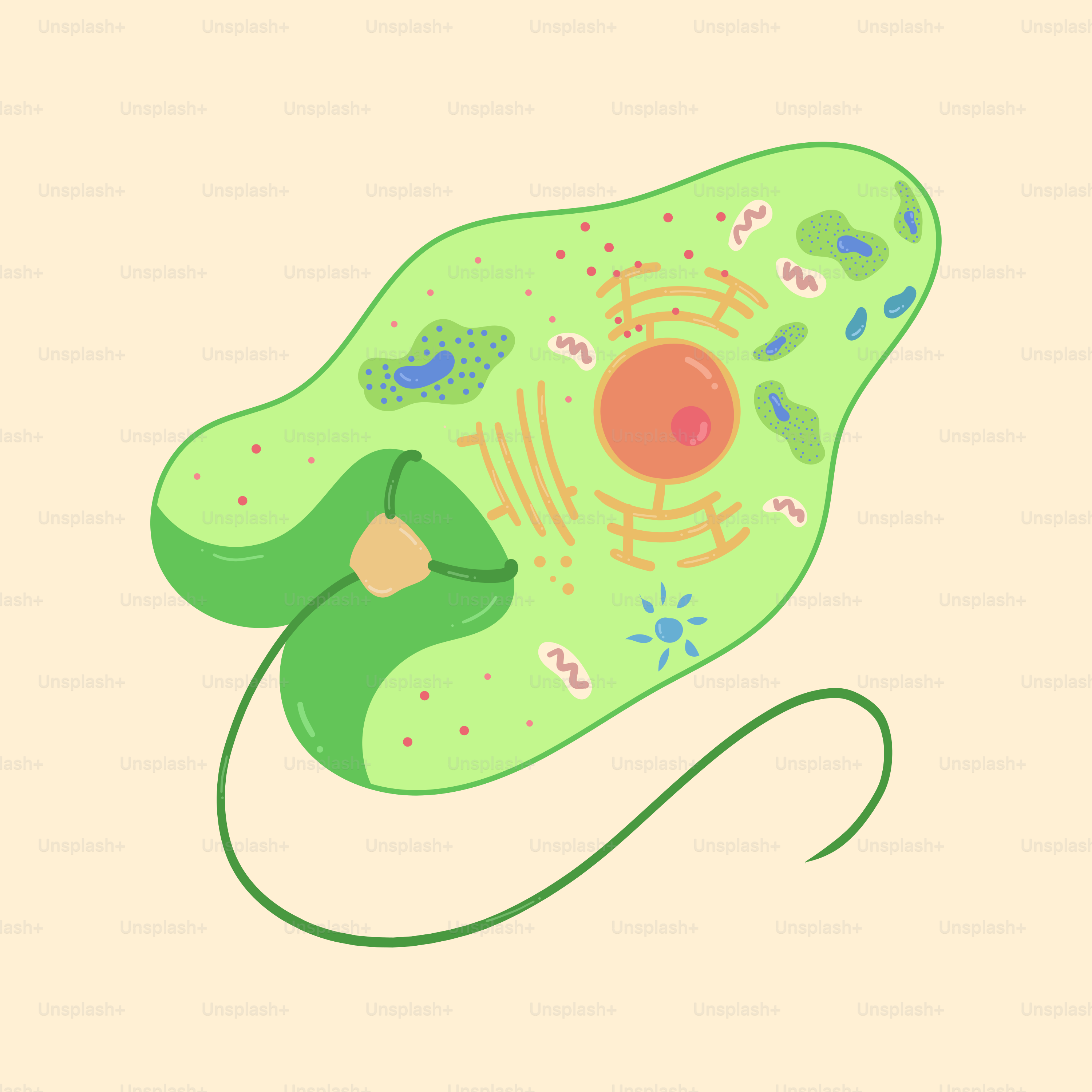 Structure des cellules végétales | PDF | Prokaryota | Cellule (Biologie), image size:3000x3000