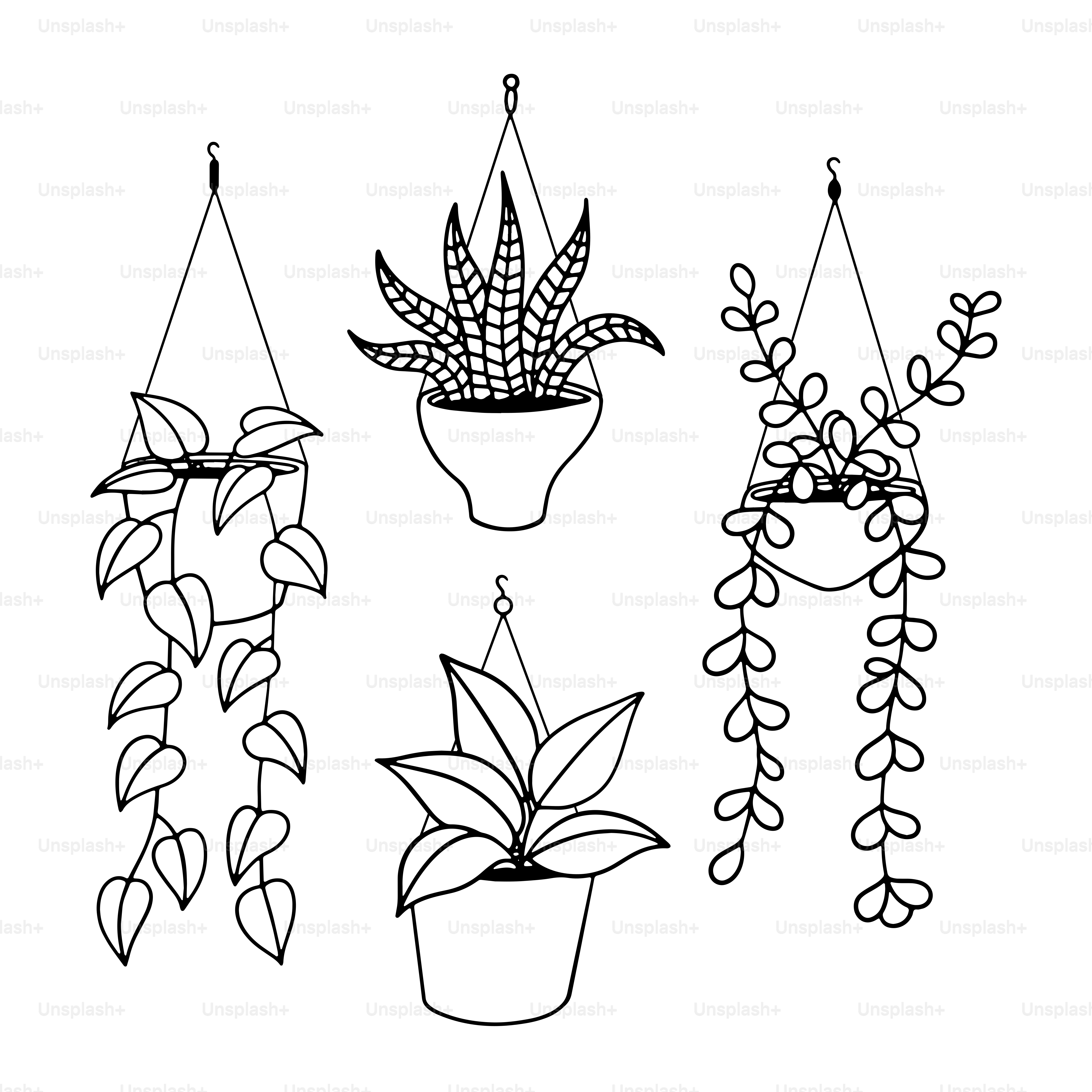 A line drawing of hanging plants